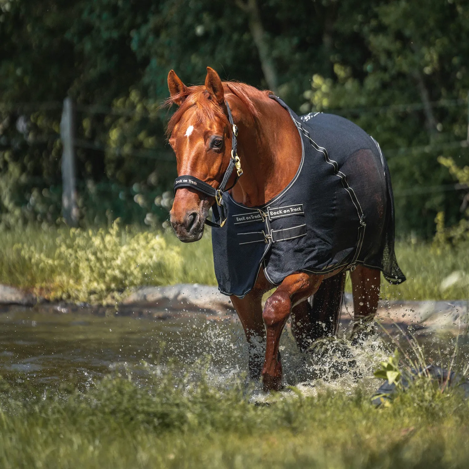 Back on Track Sienna chemise cheval noir 145 cm respirante