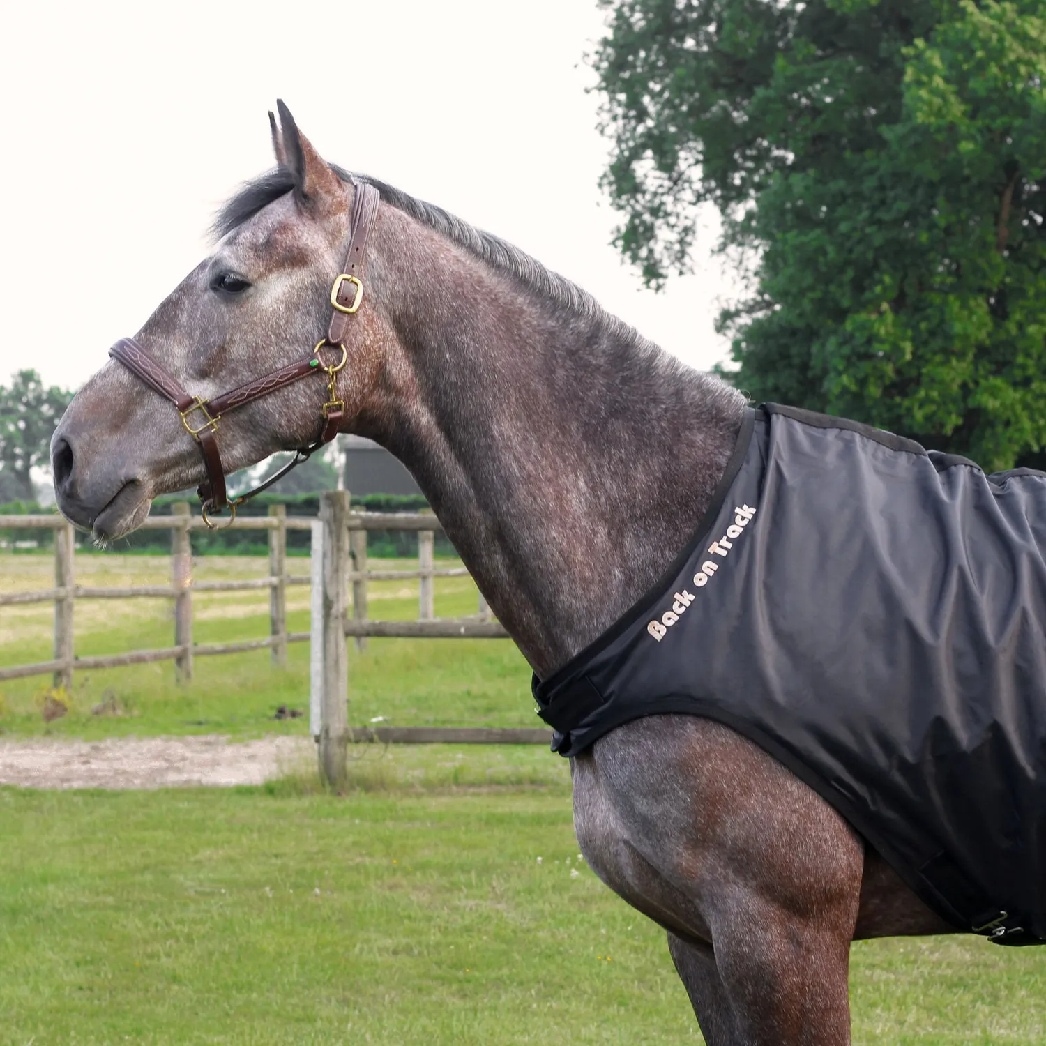 Back on Track Exercise couvre-rein cheval noir 155 cm