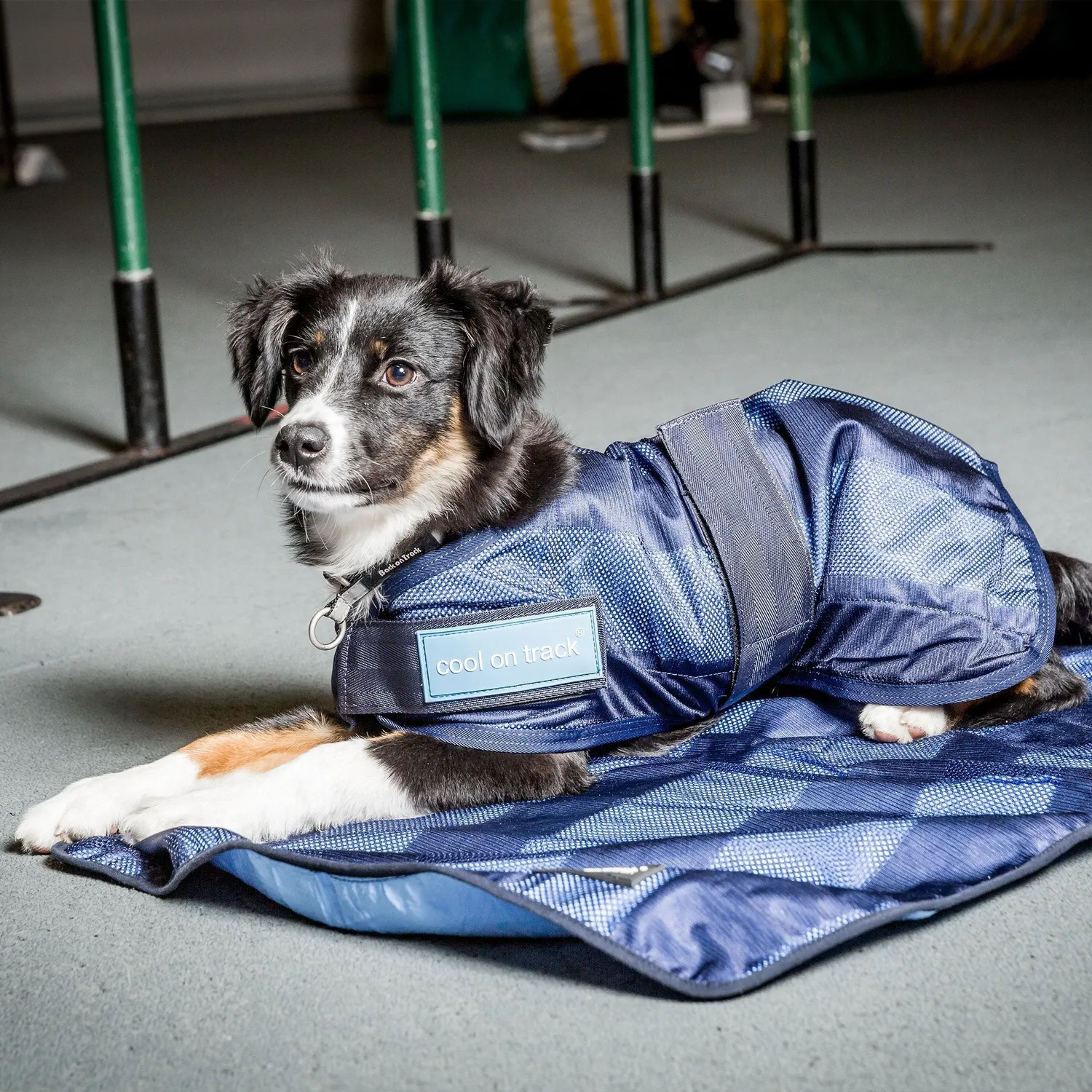 Back on Track Cool on Track manteau chien bleu