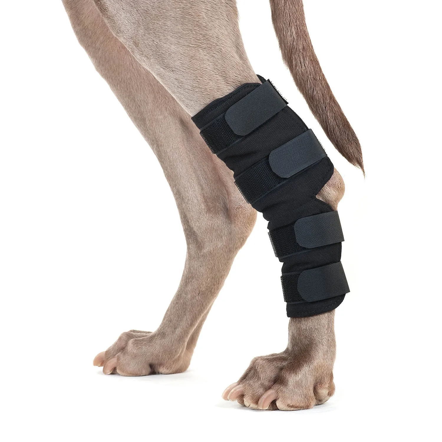 Back on Track Hock Brace protège-jarret chien noir paire
