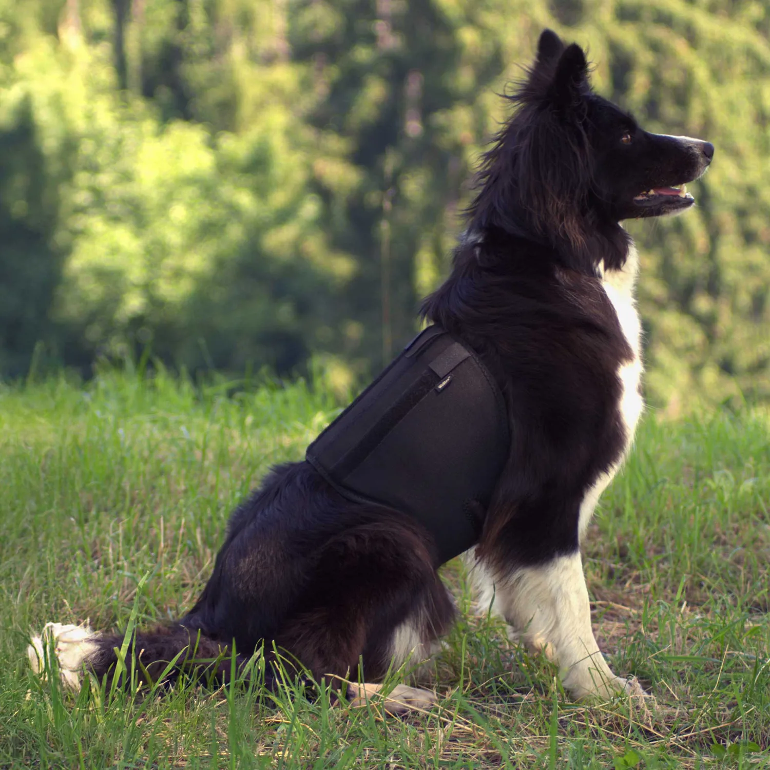 Back on Track Back Brace ceinture dorsale chien noire