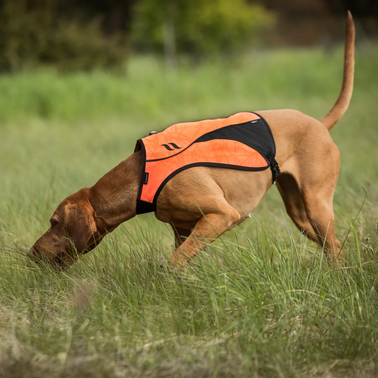 Back on Track Point gilet chien orange XS visibilité chasse