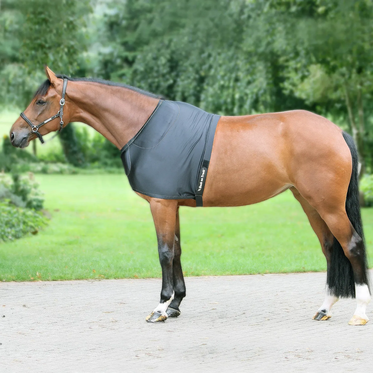 Back on Track Shoulder Guard protège-épaules cheval noir 145
