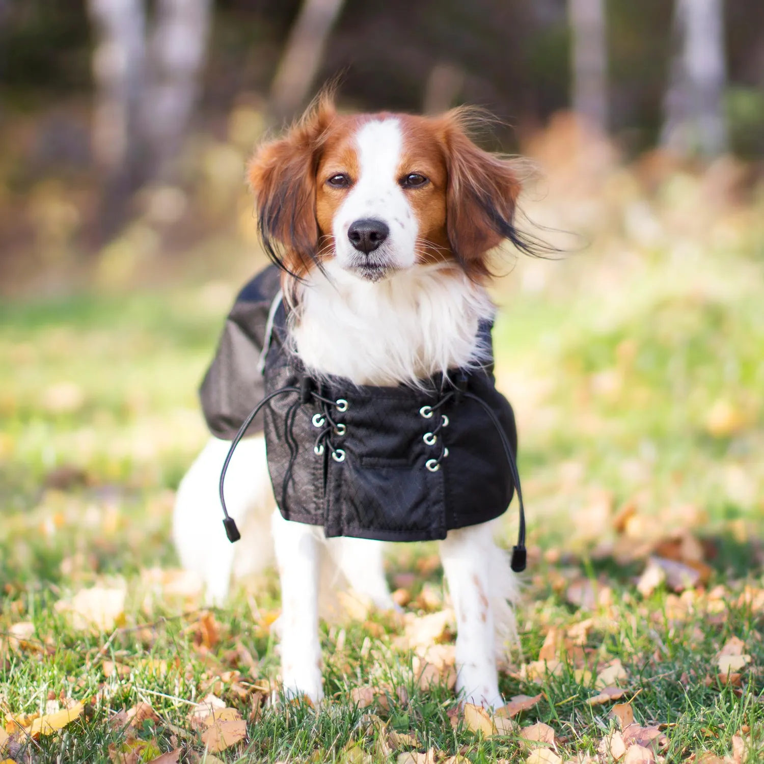 Back on Track manteau chien imperméable doublé noir 110g circulation