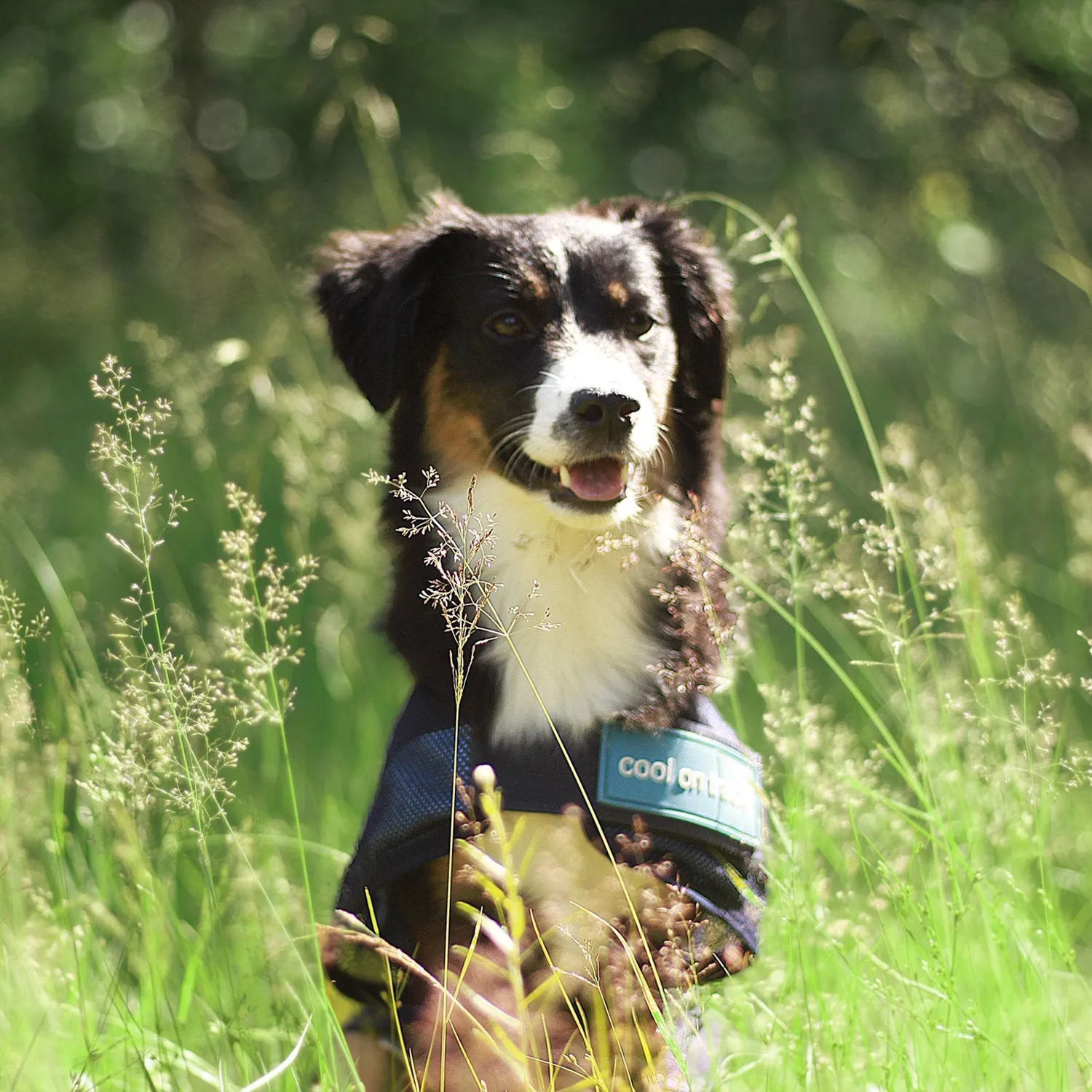 Back on Track Cool on Track manteau chien bleu