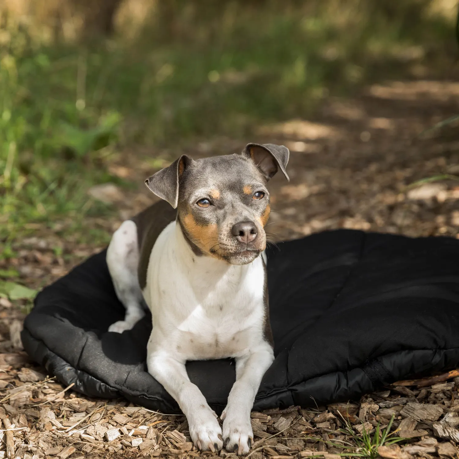 Back on Track Oval matelas chien voyage antidérapant