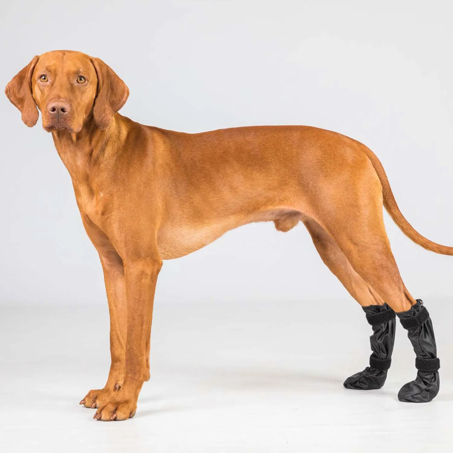 Back on Track Lola chaussures chien noir paire céramique