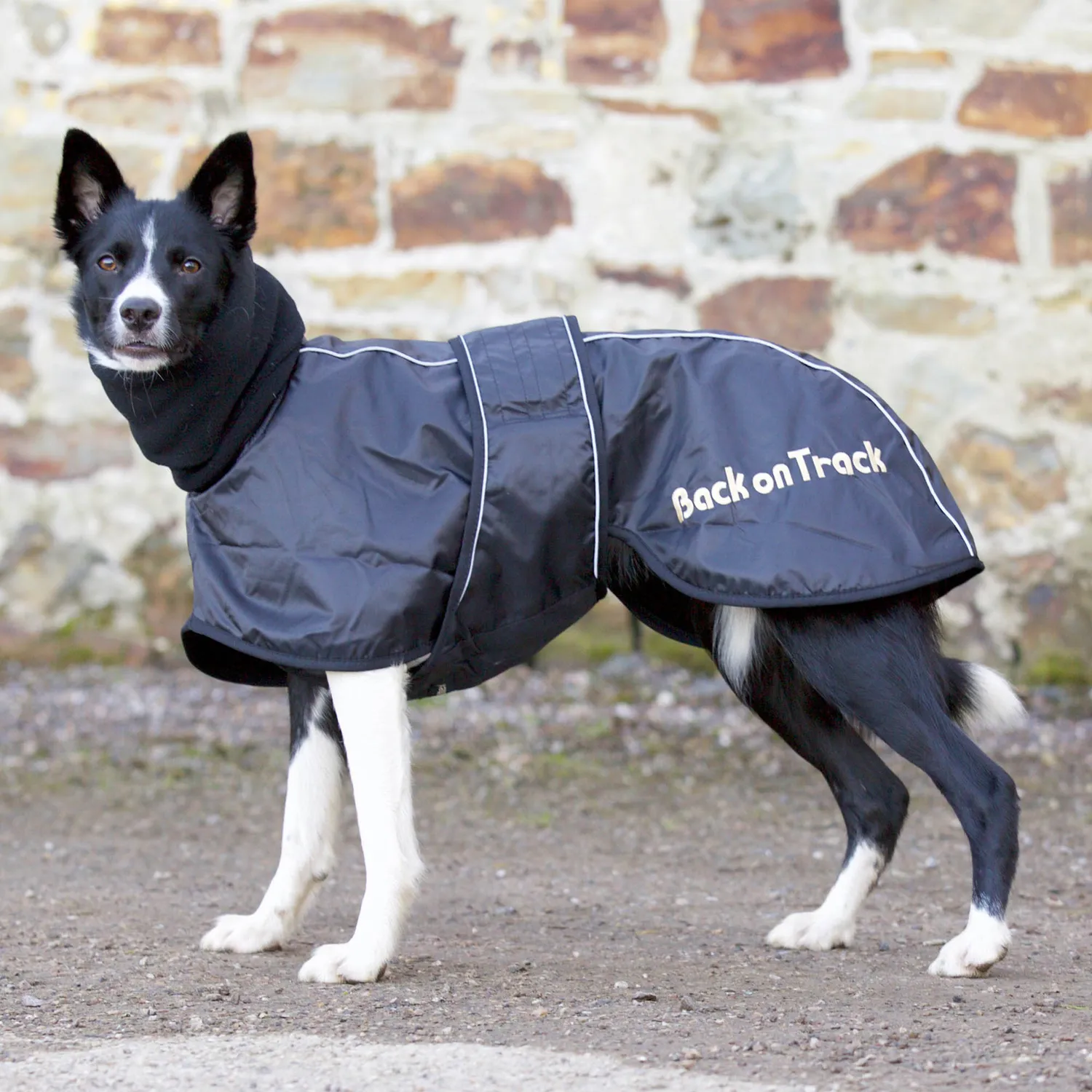 Back on Track Whippet manteau chien lévrier noir 45 cm