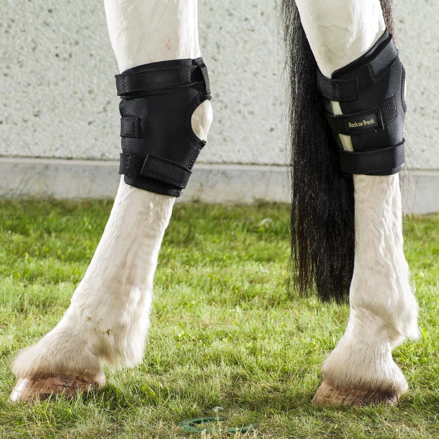 Back on Track Hock Boot protège-jarret cheval droit noir
