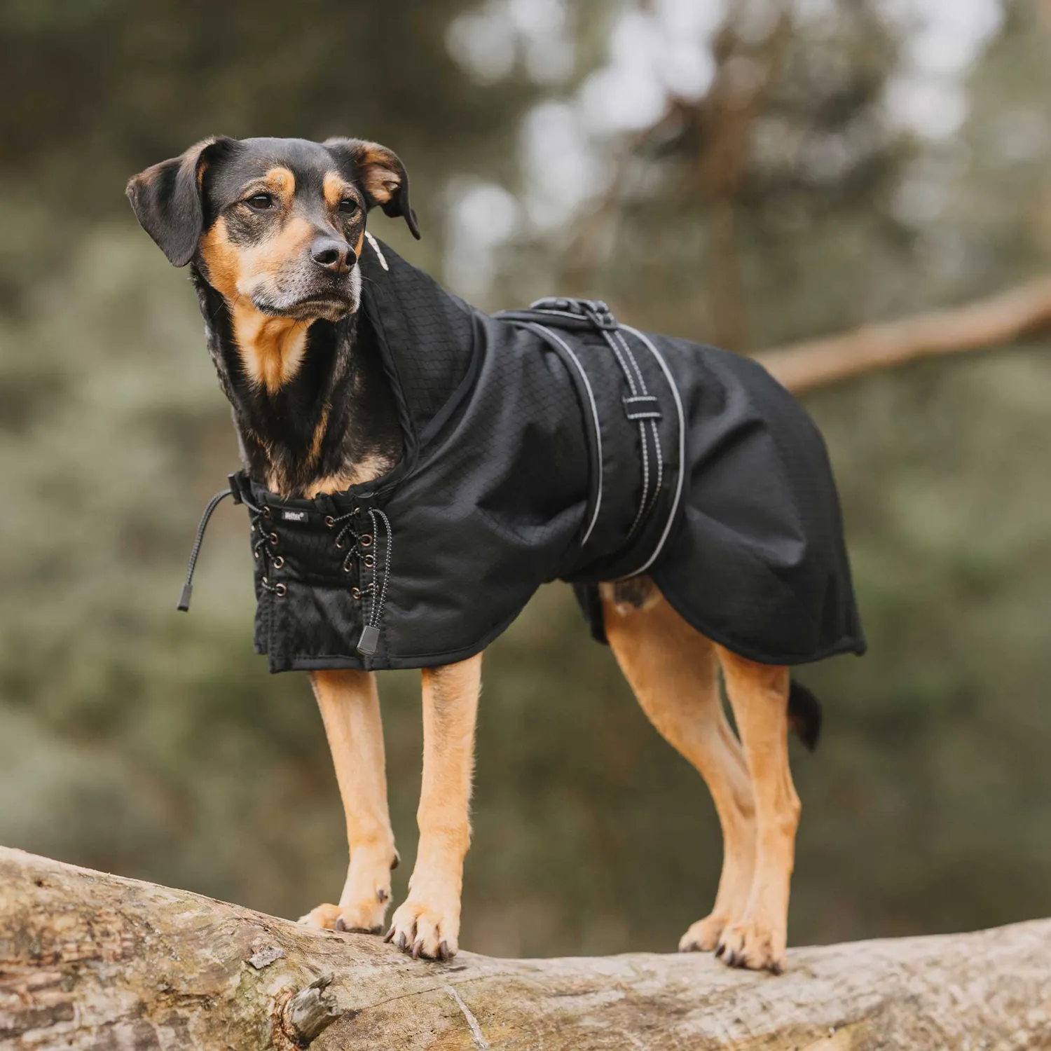Back on Track manteau chien imperméable doublé noir 110g circulation