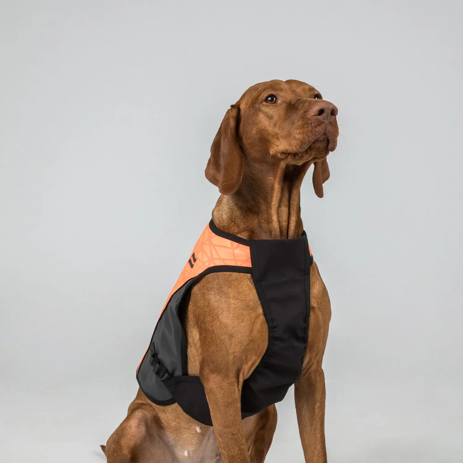 Back on Track Trakk 2.0 plastron chien noir Cordura