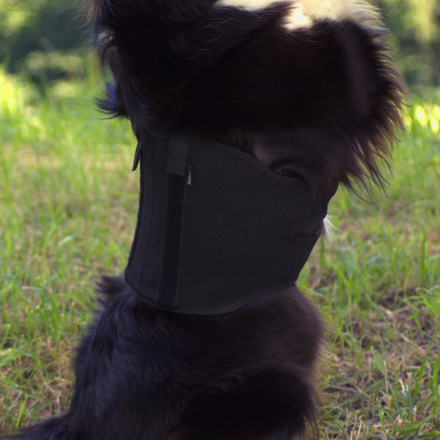 Back on Track Back Brace ceinture dorsale chien noire