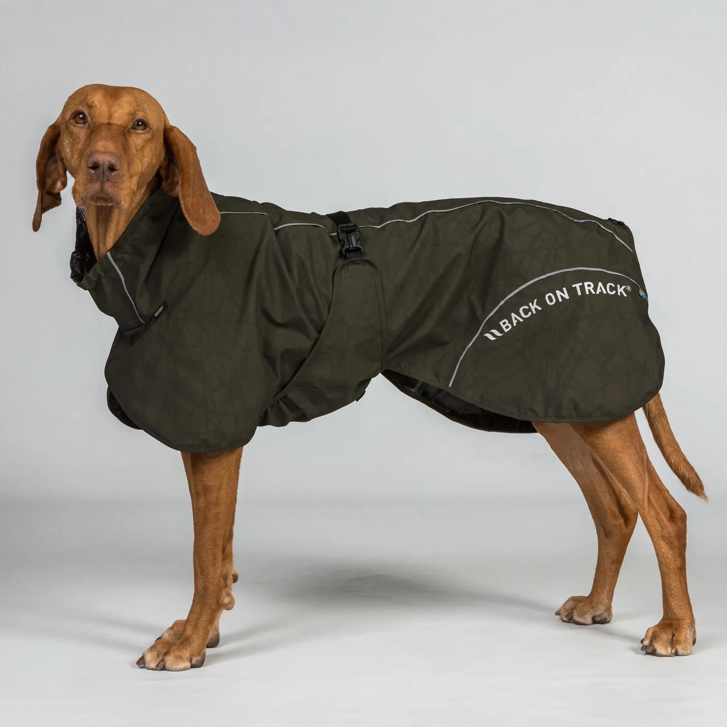 Back on Track Bay manteau pluie chien noir queue haute