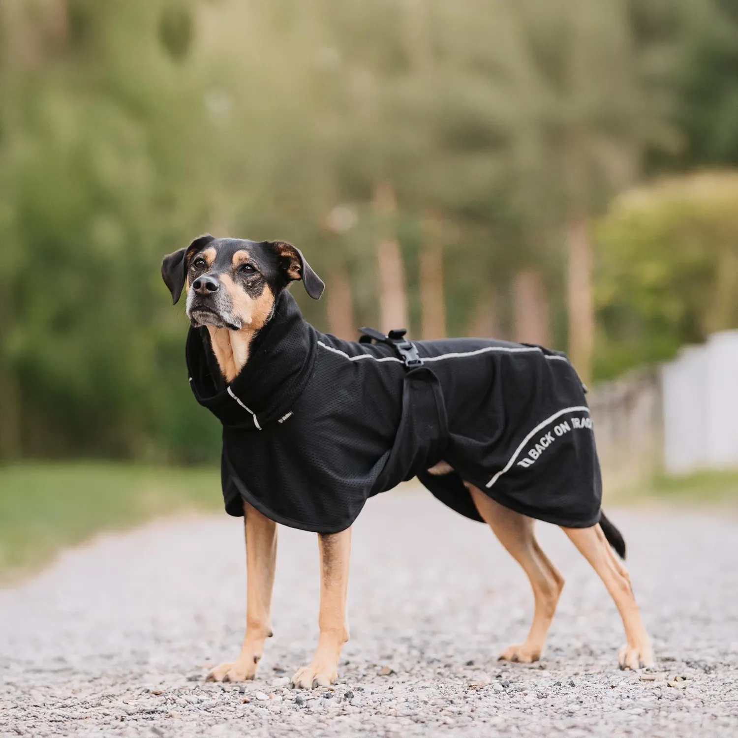 Back on Track Bay manteau chien mesh noir queue haute