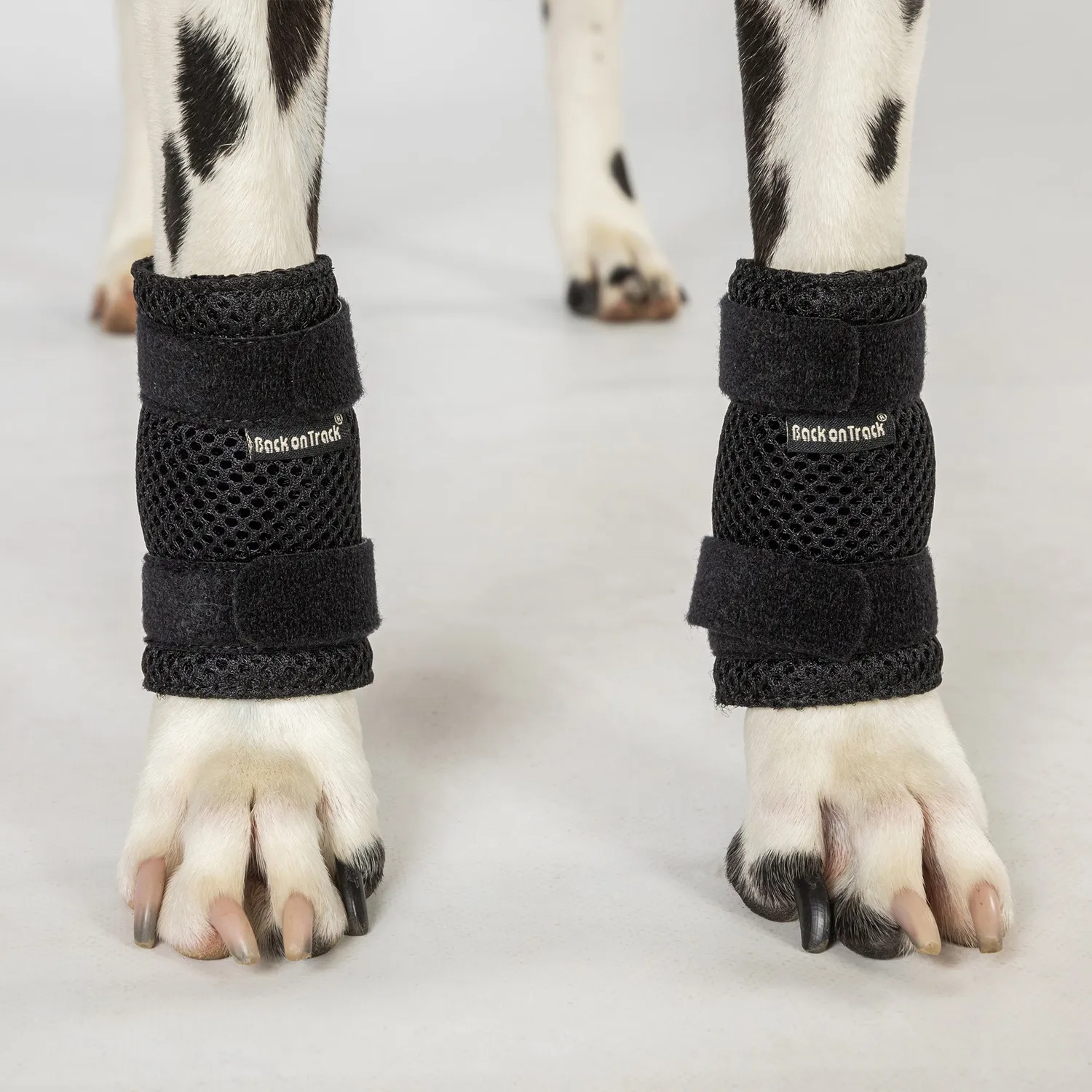 Back on Track Milo attelle patte chien noir respirante