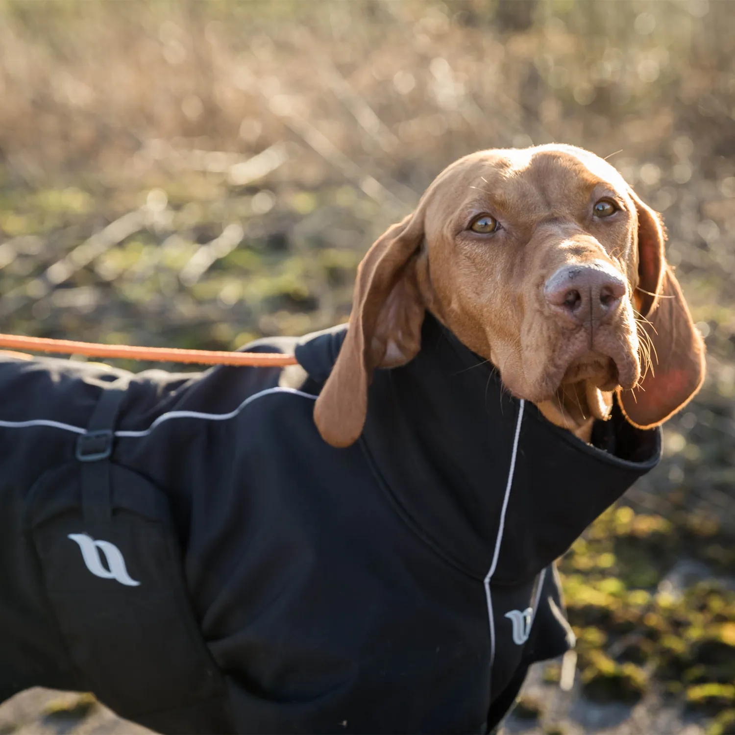 Back on Track Nella All Weather Dog Coat manteau chien noir