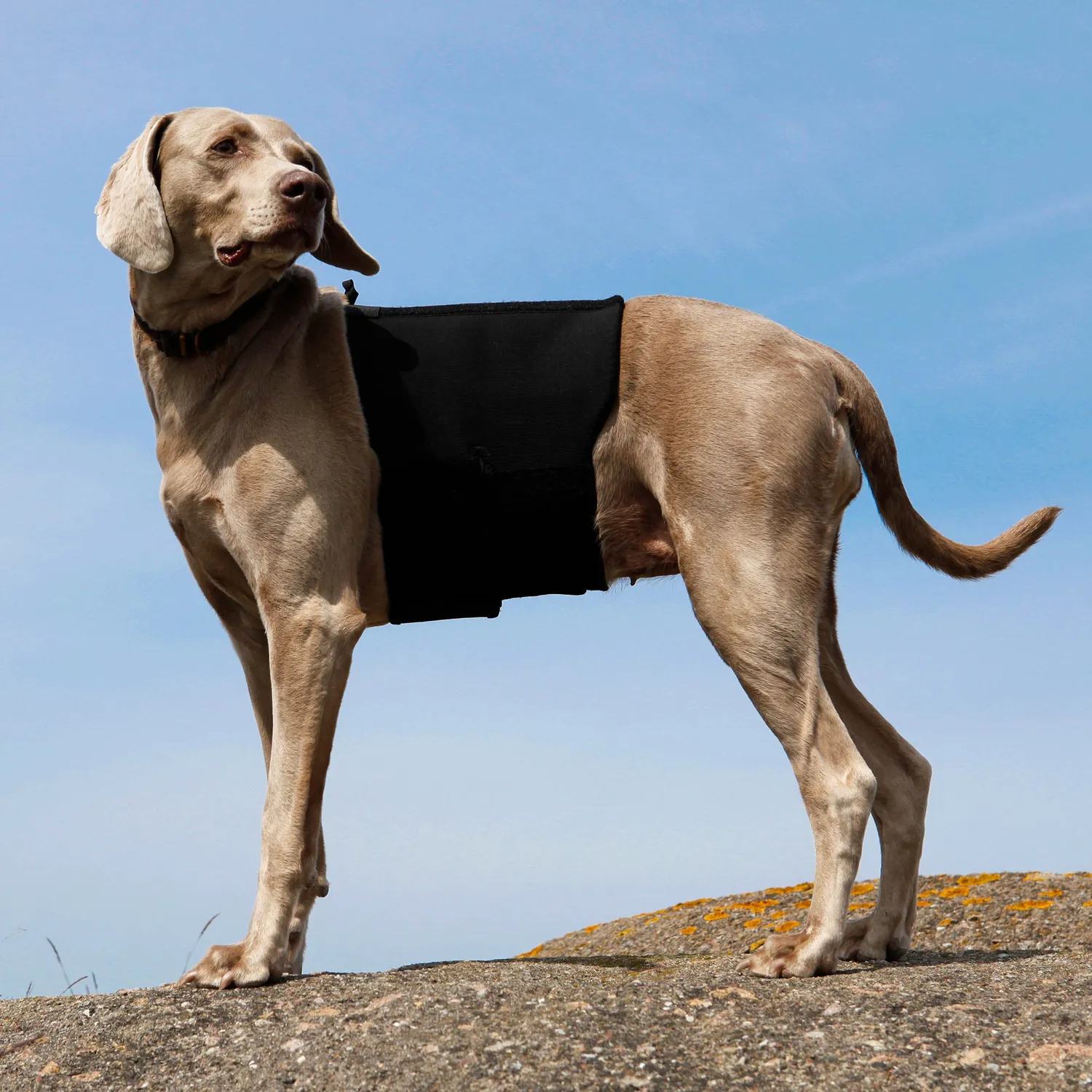 Back on Track Back Brace ceinture dorsale chien noire