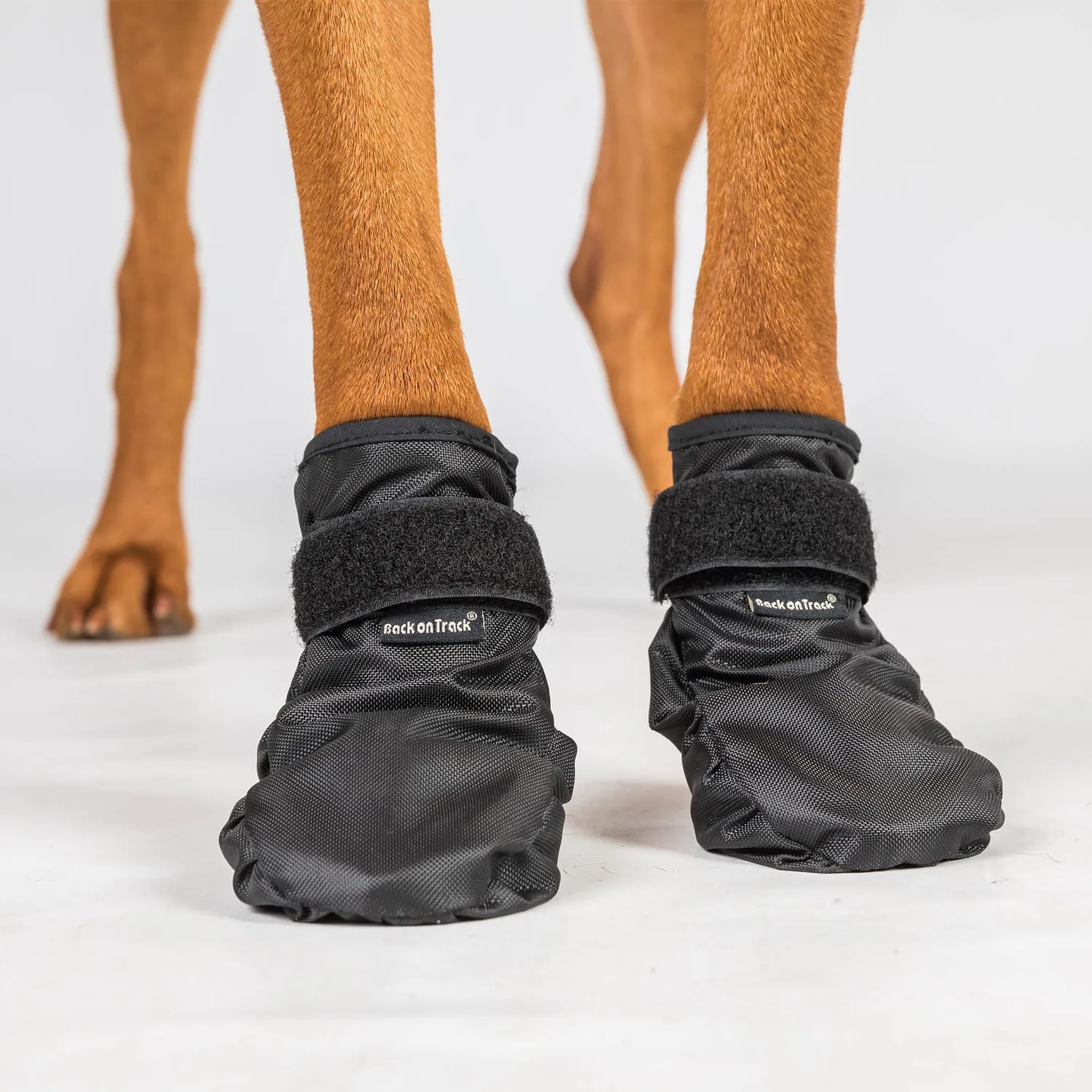 Back on Track Koda chaussures chien noires paire antidérapantes