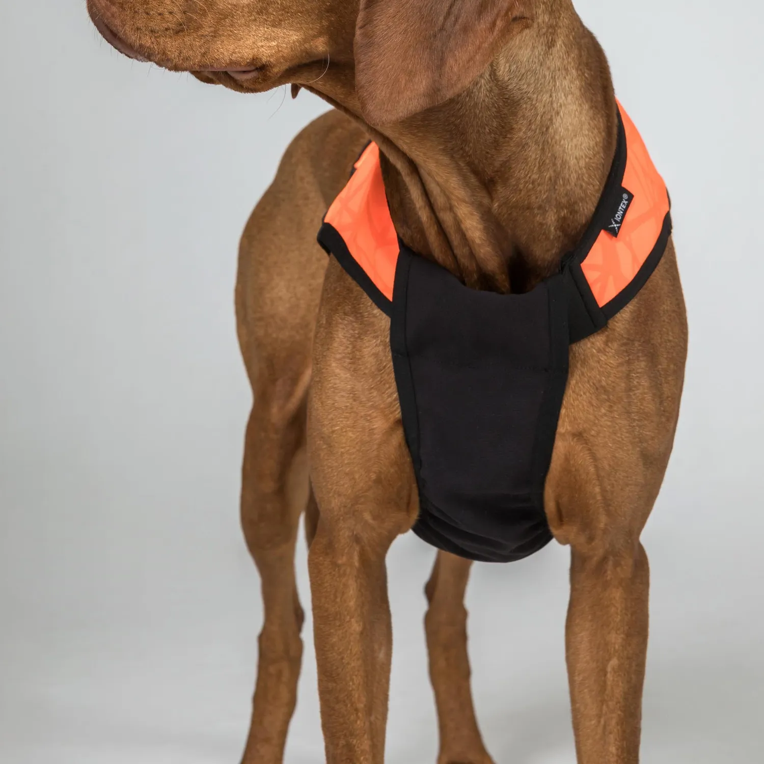 Back on Track Trakk 2.0 plastron chien noir Cordura