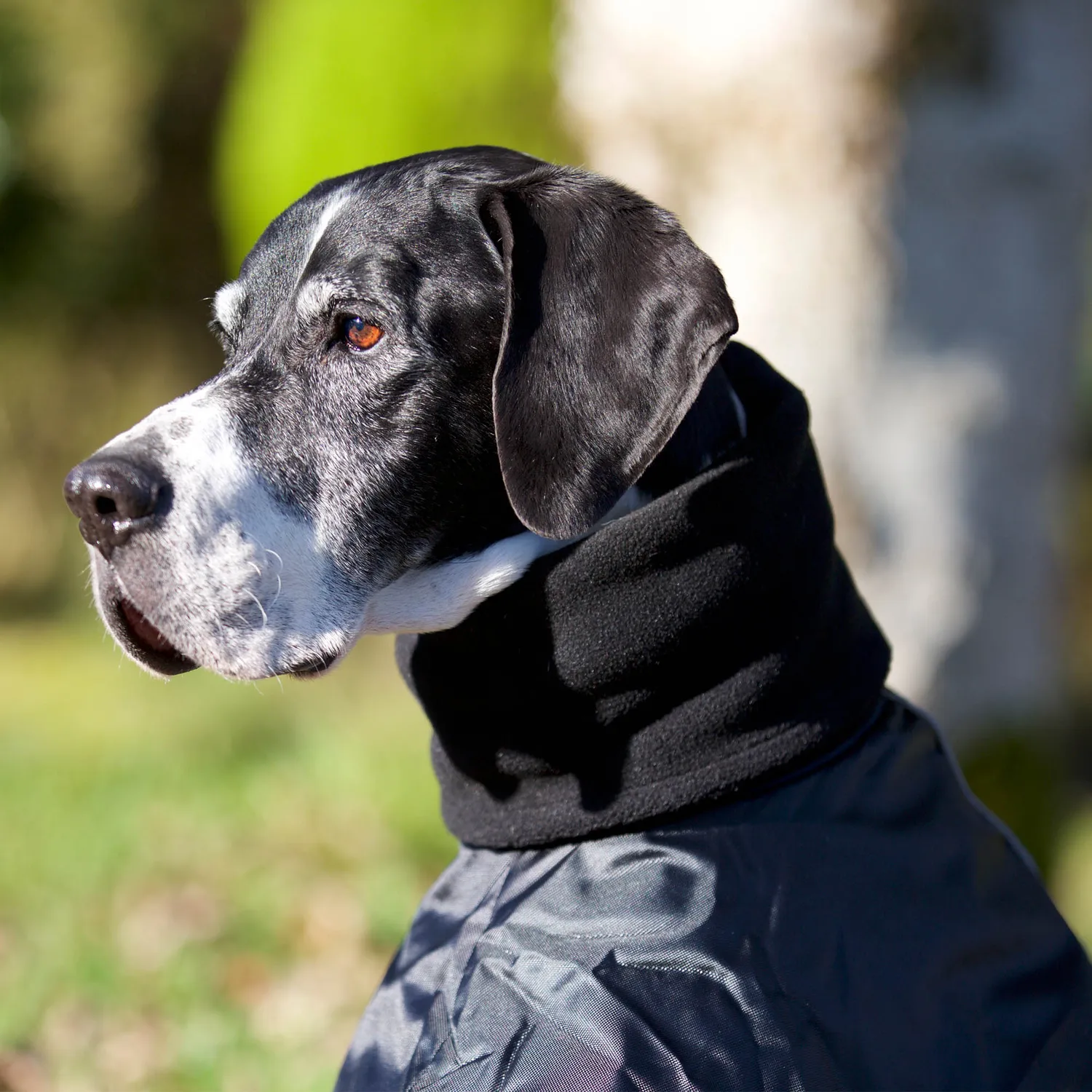 Back on Track Whippet manteau chien lévrier noir 45 cm
