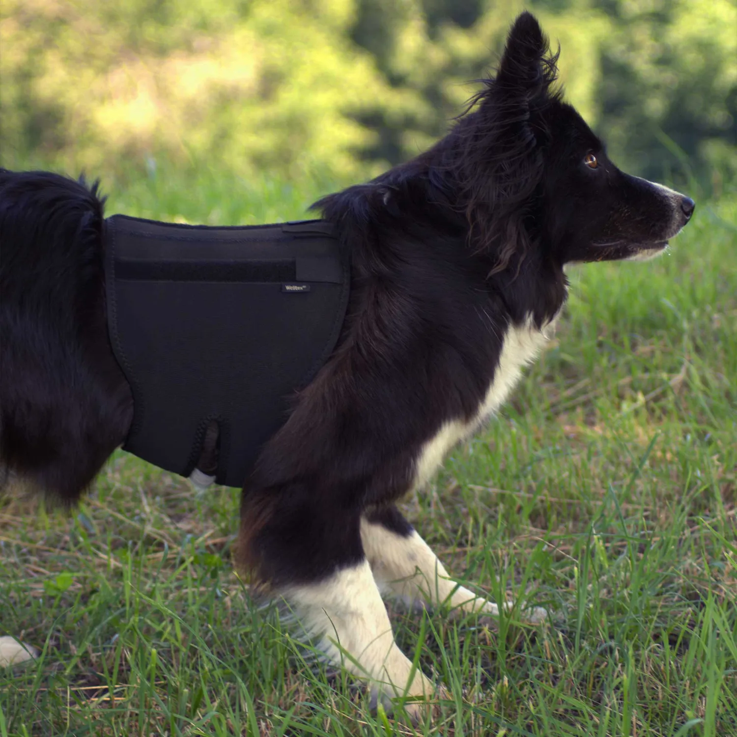 Back on Track Back Brace ceinture dorsale chien noire