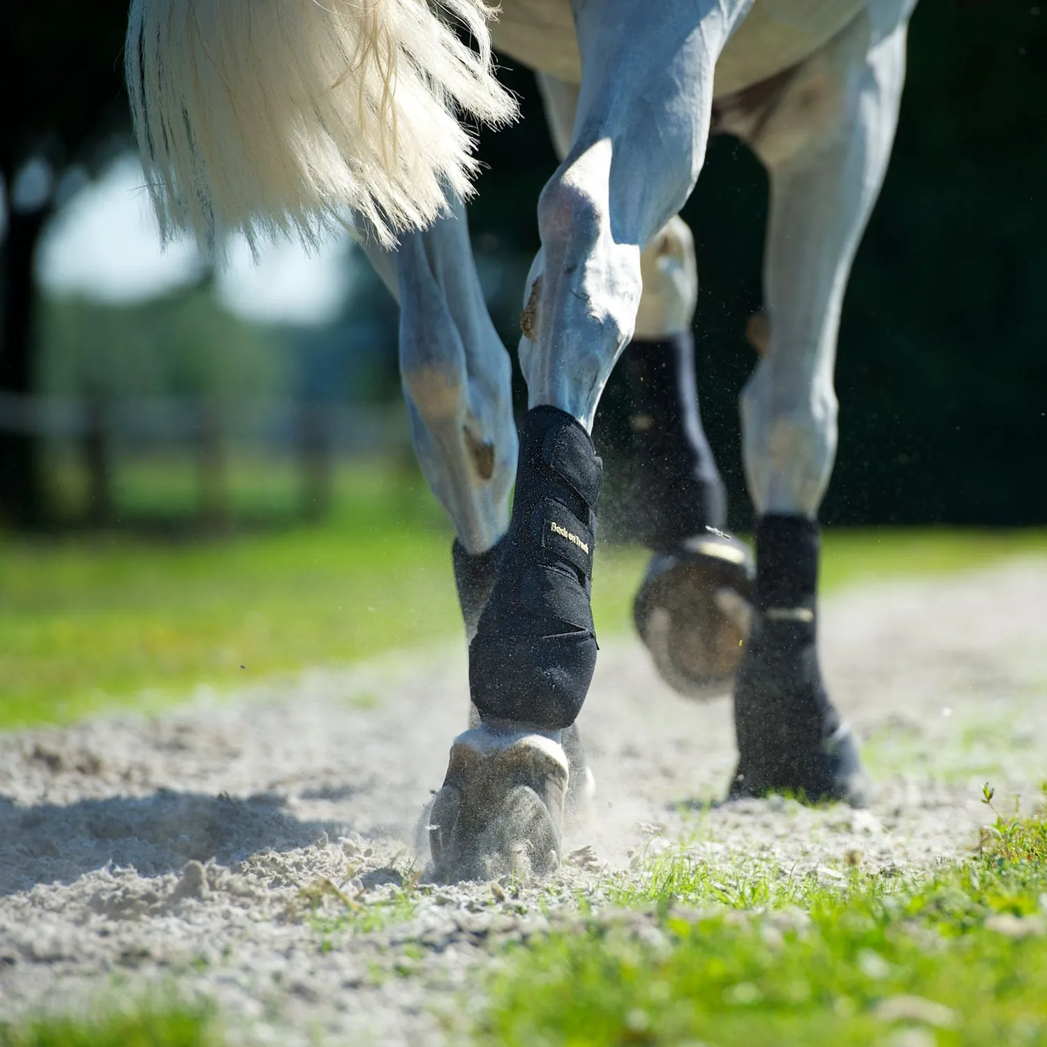 Back on Track Exercise Boots guêtres antérieurs noir S