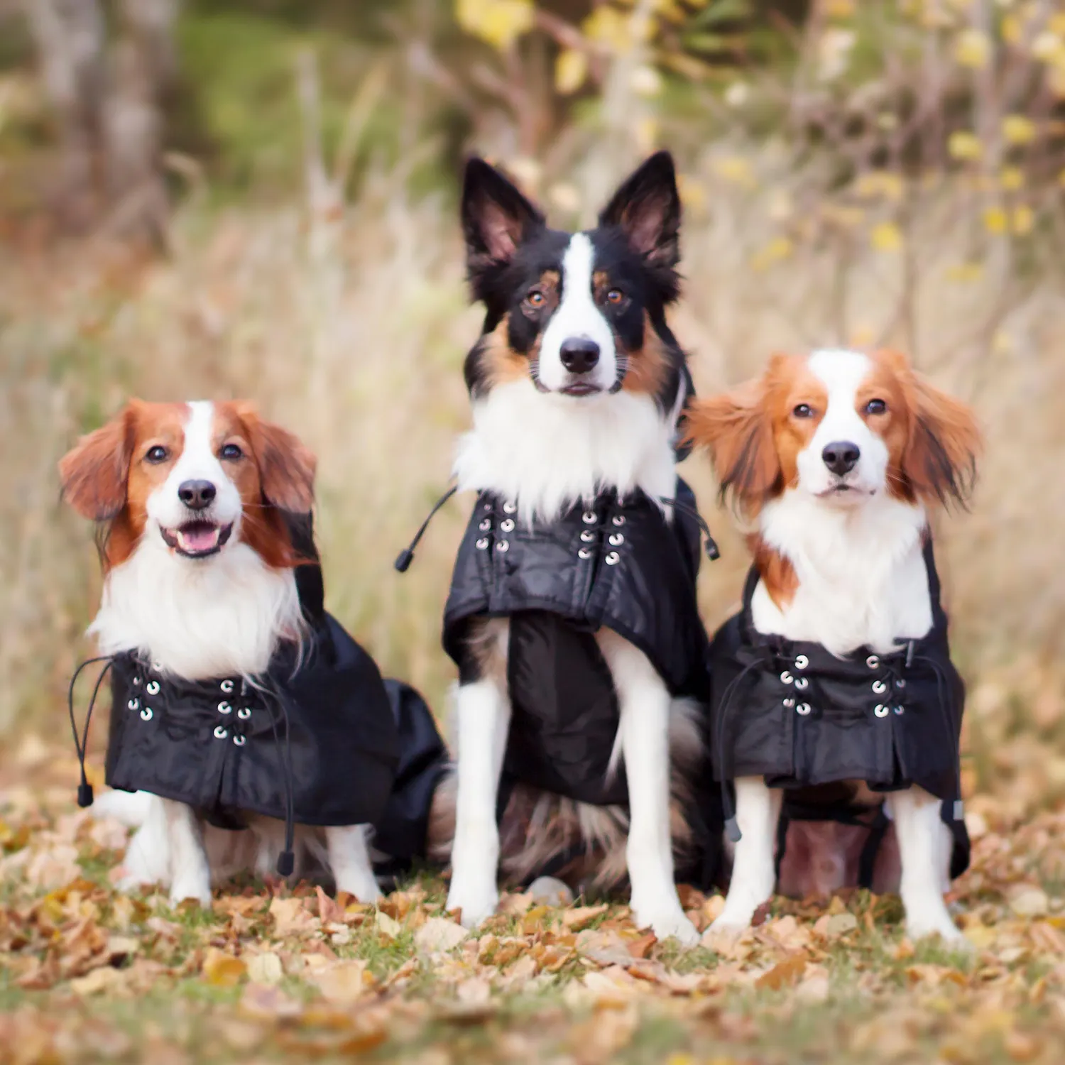 Back on Track manteau chien imperméable doublé noir 110g circulation