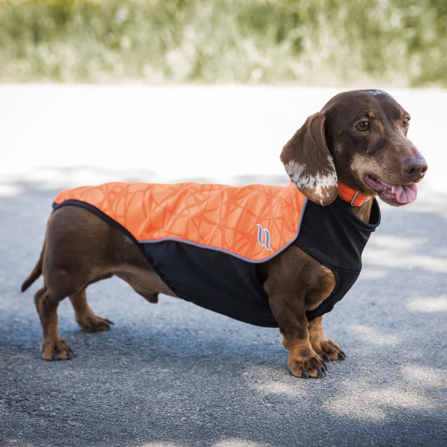 Back on Track Eddie pull pour chien orange 30 Iontex