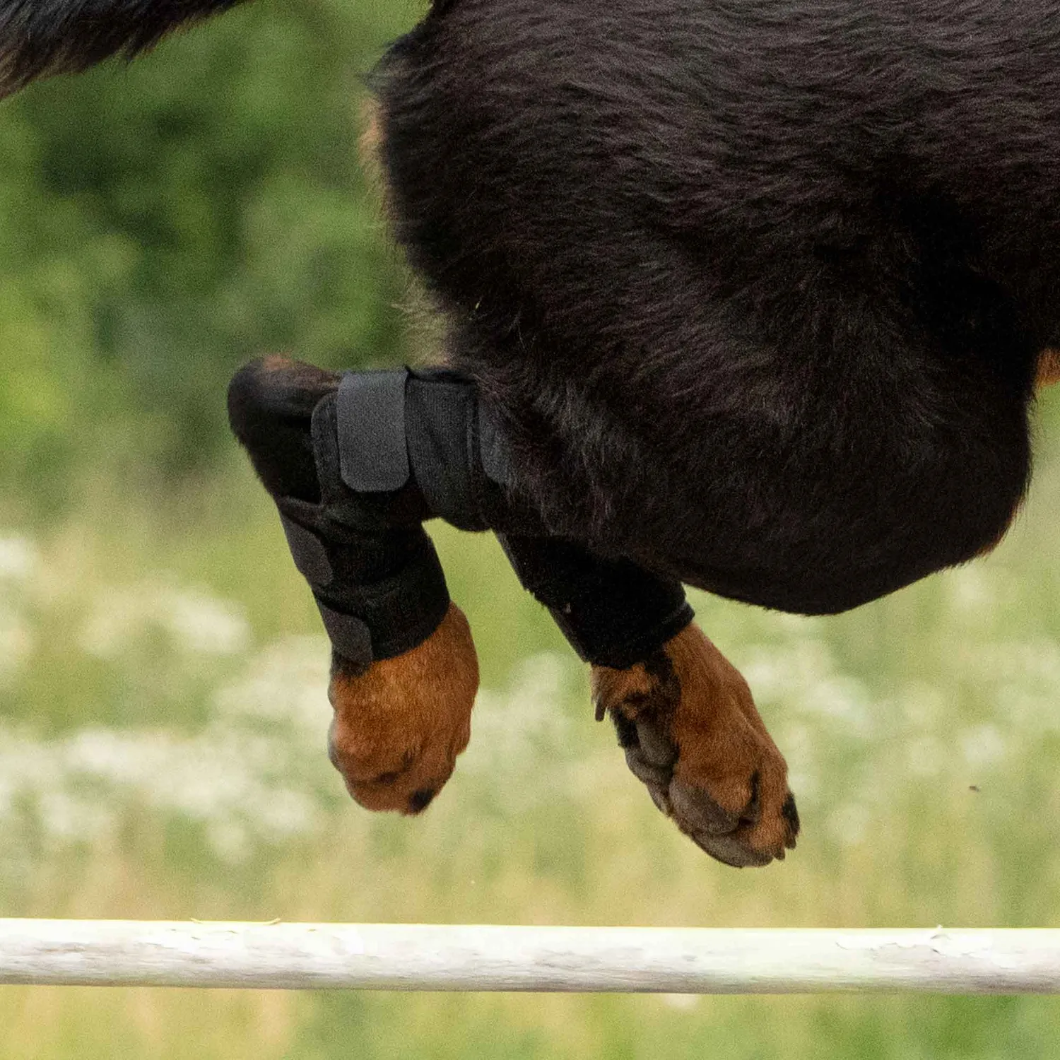 Back on Track Hock Brace protège-jarret chien noir paire