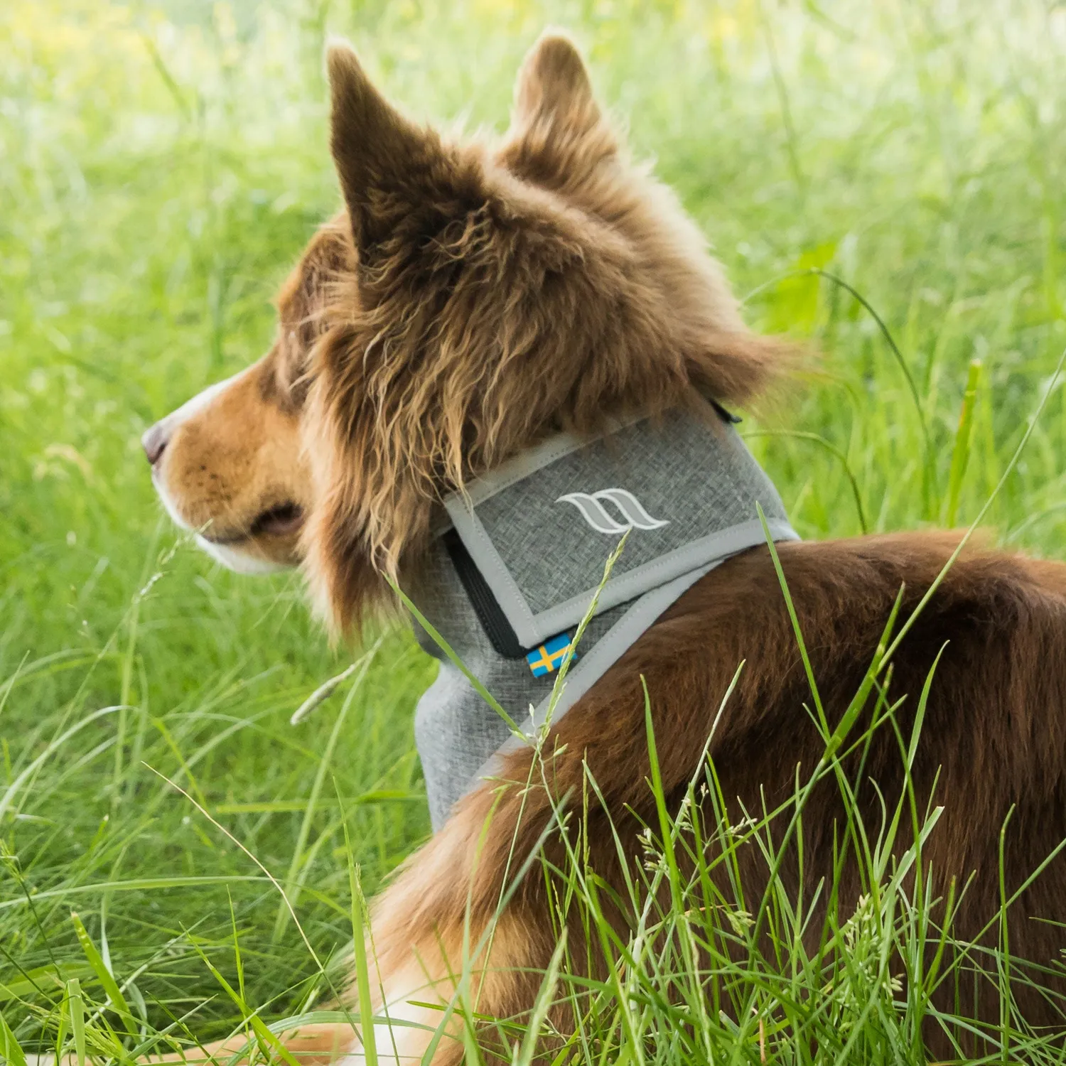 Back on Track Draco bandana chien haute visibilité orange Iontex