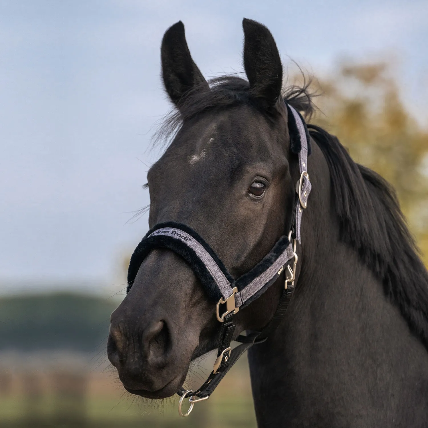 Back on Track Haze Collection licol cheval noir Full doré rose