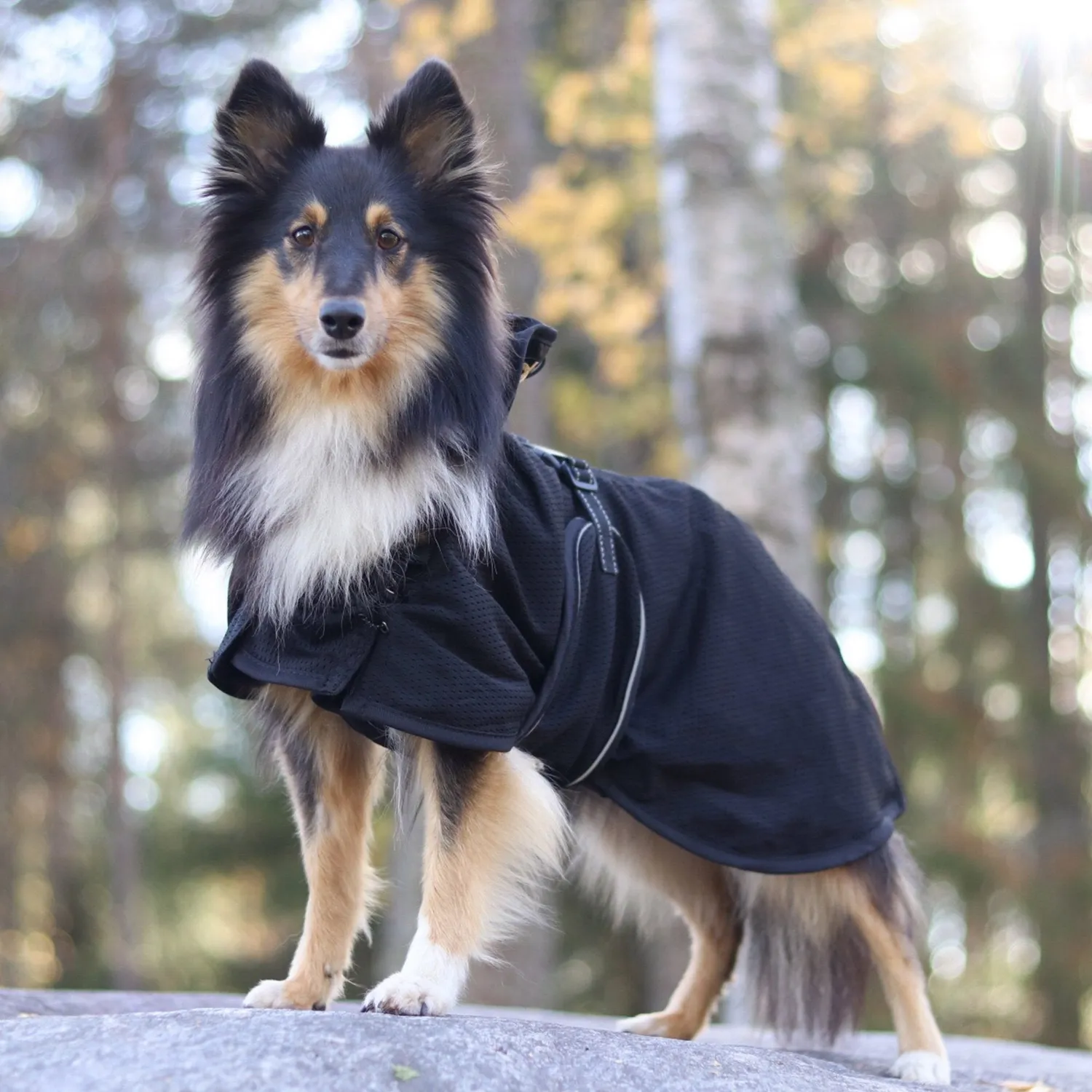 Back on Track Mesh manteau chien respirant bleu