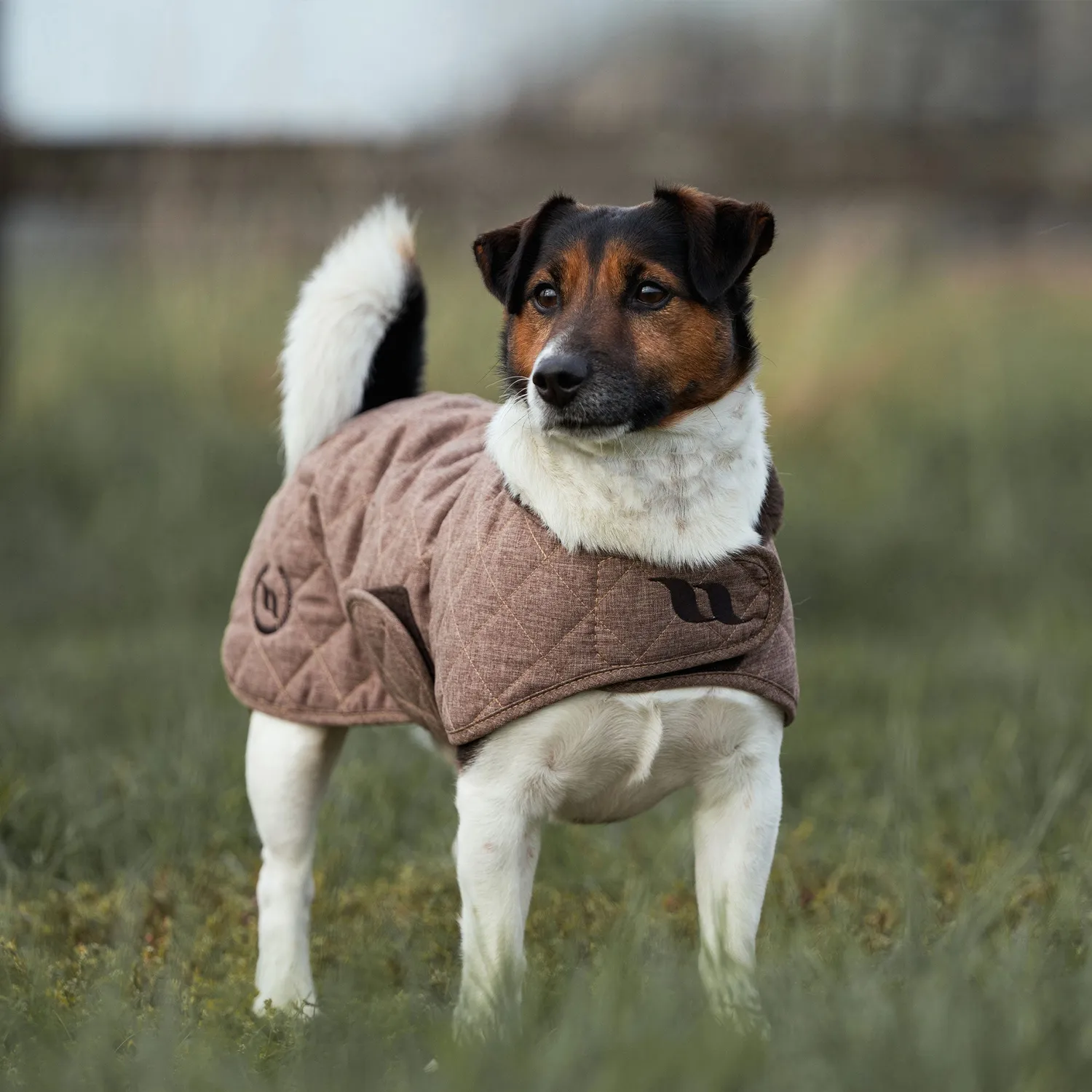 Back on Track Haze Collection manteau chien marron 50 cm matelassé