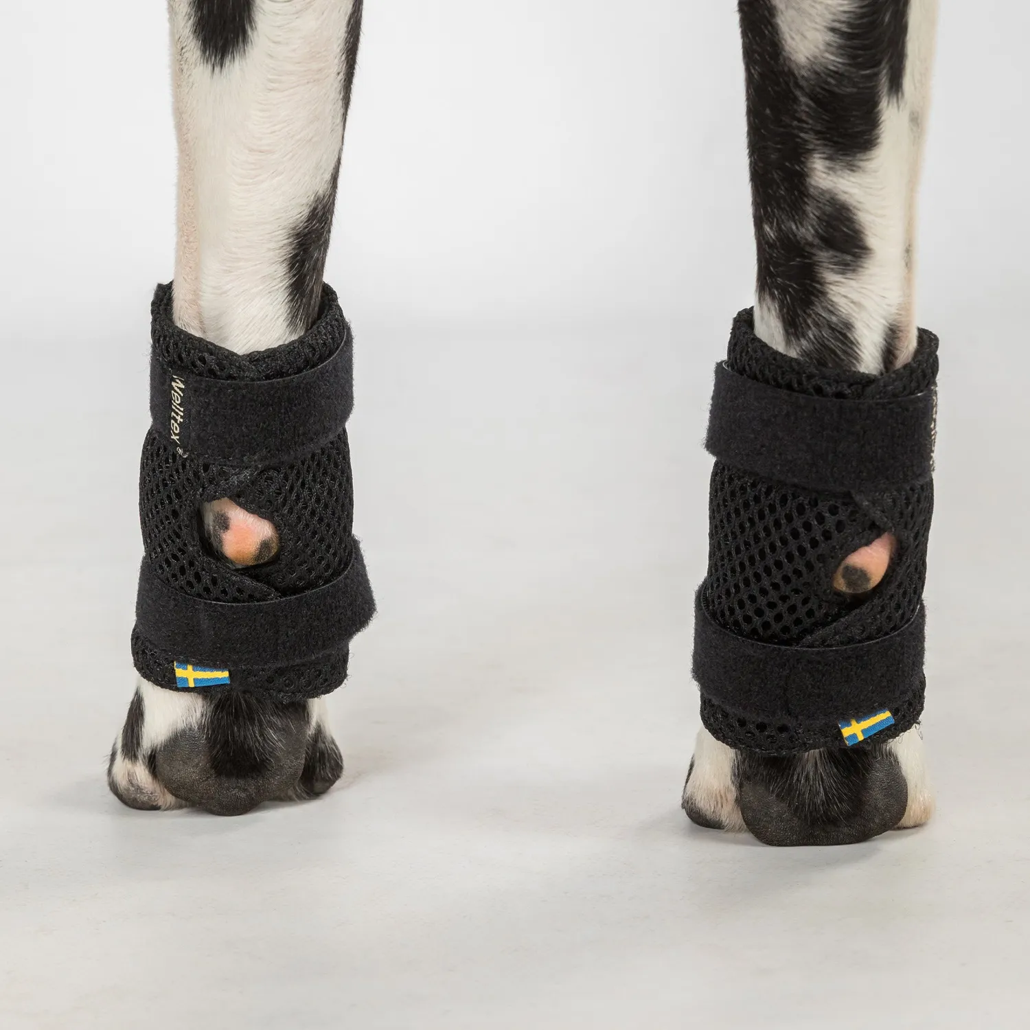 Back on Track Milo attelle patte chien noir respirante
