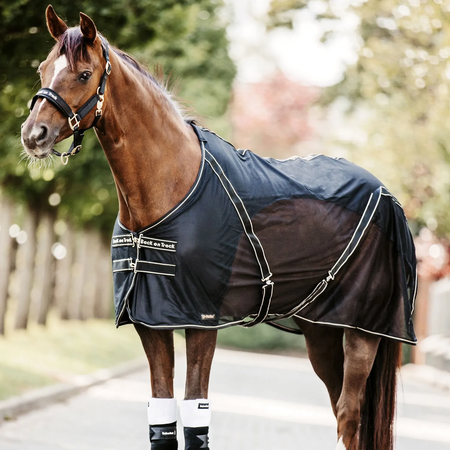 Back on Track Sienna chemise cheval noir 145 cm respirante