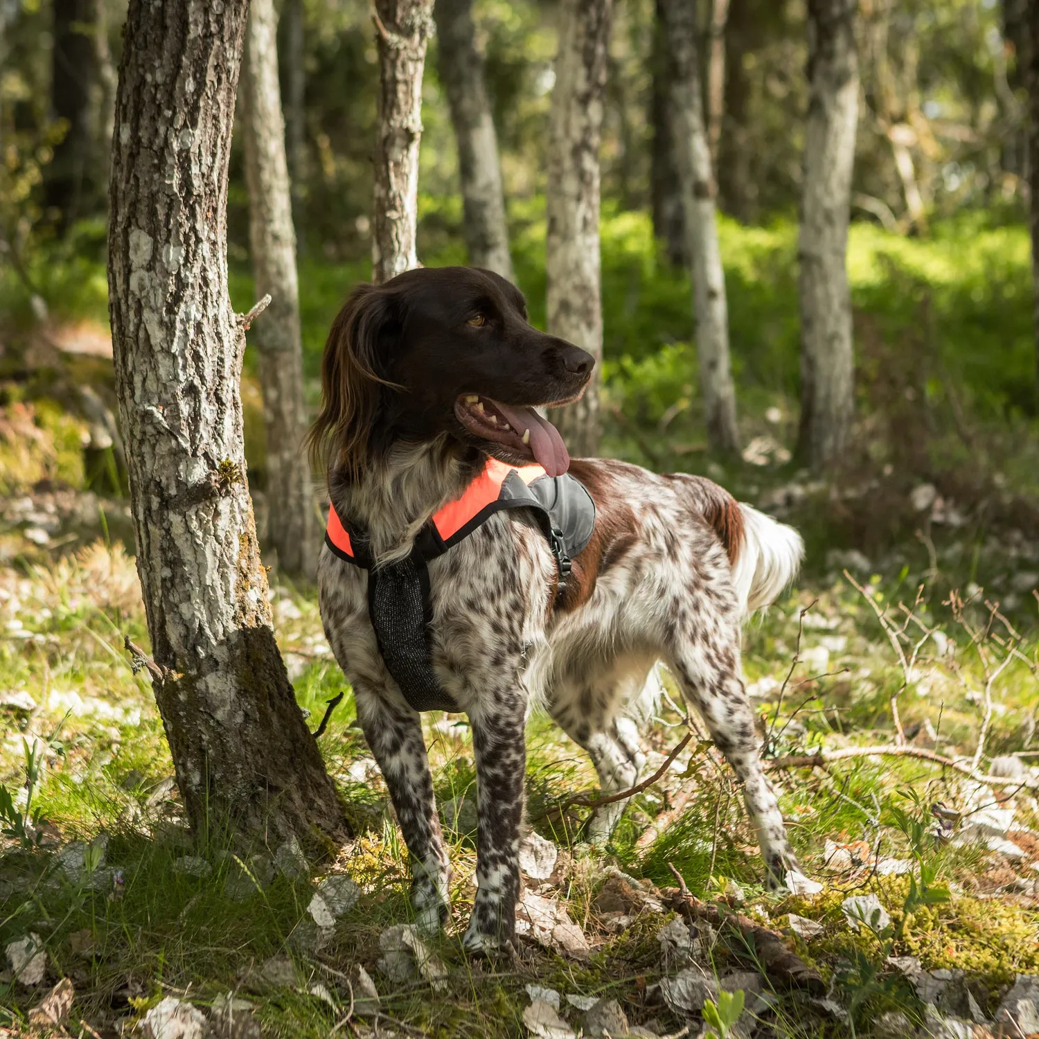 Back on Track Trakk gilet chien orange réfléchissant