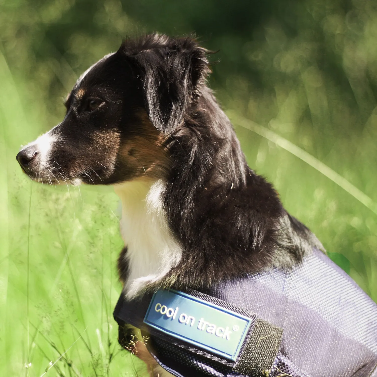 Back on Track Cool on Track manteau chien bleu