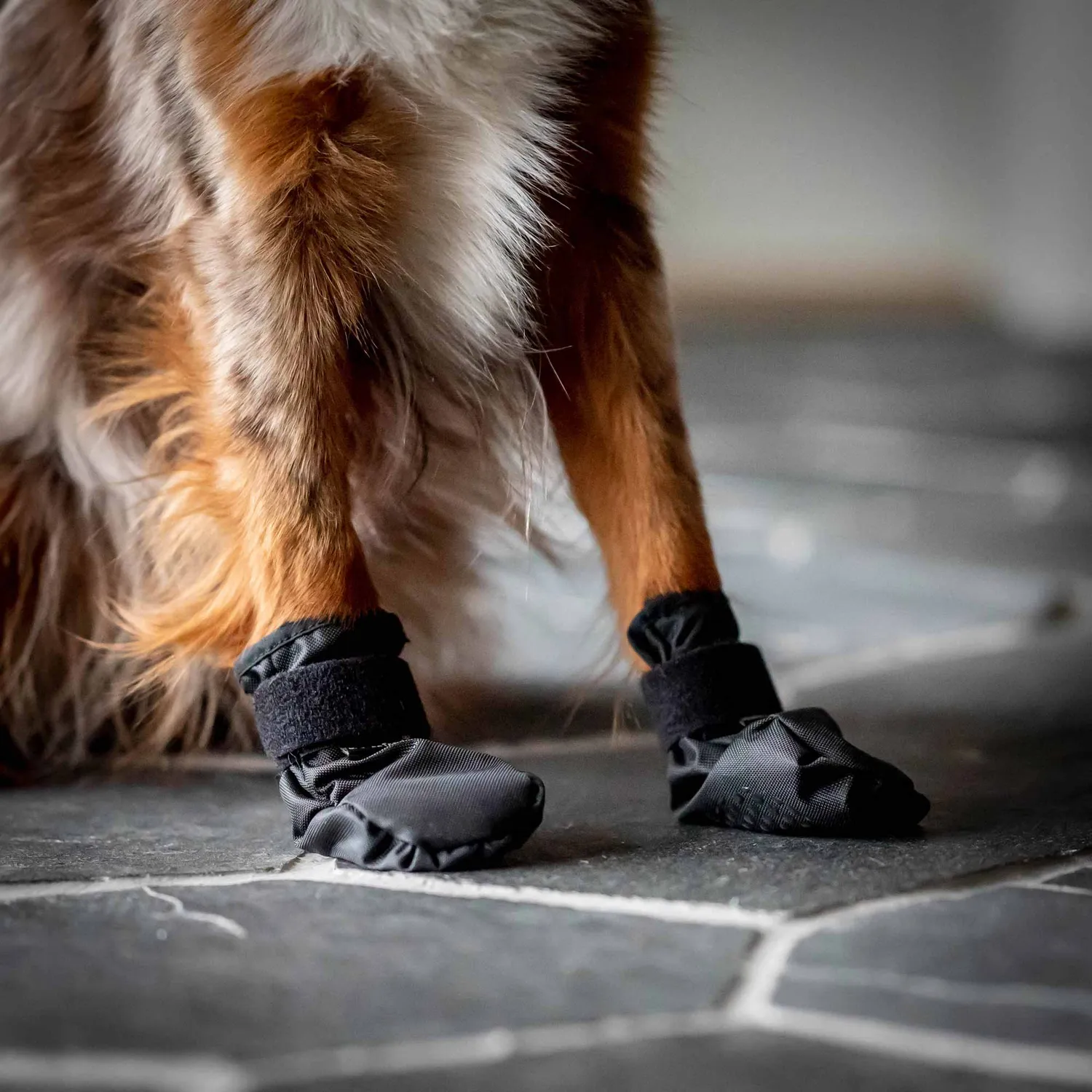 Back on Track Koda chaussures chien noires paire antidérapantes