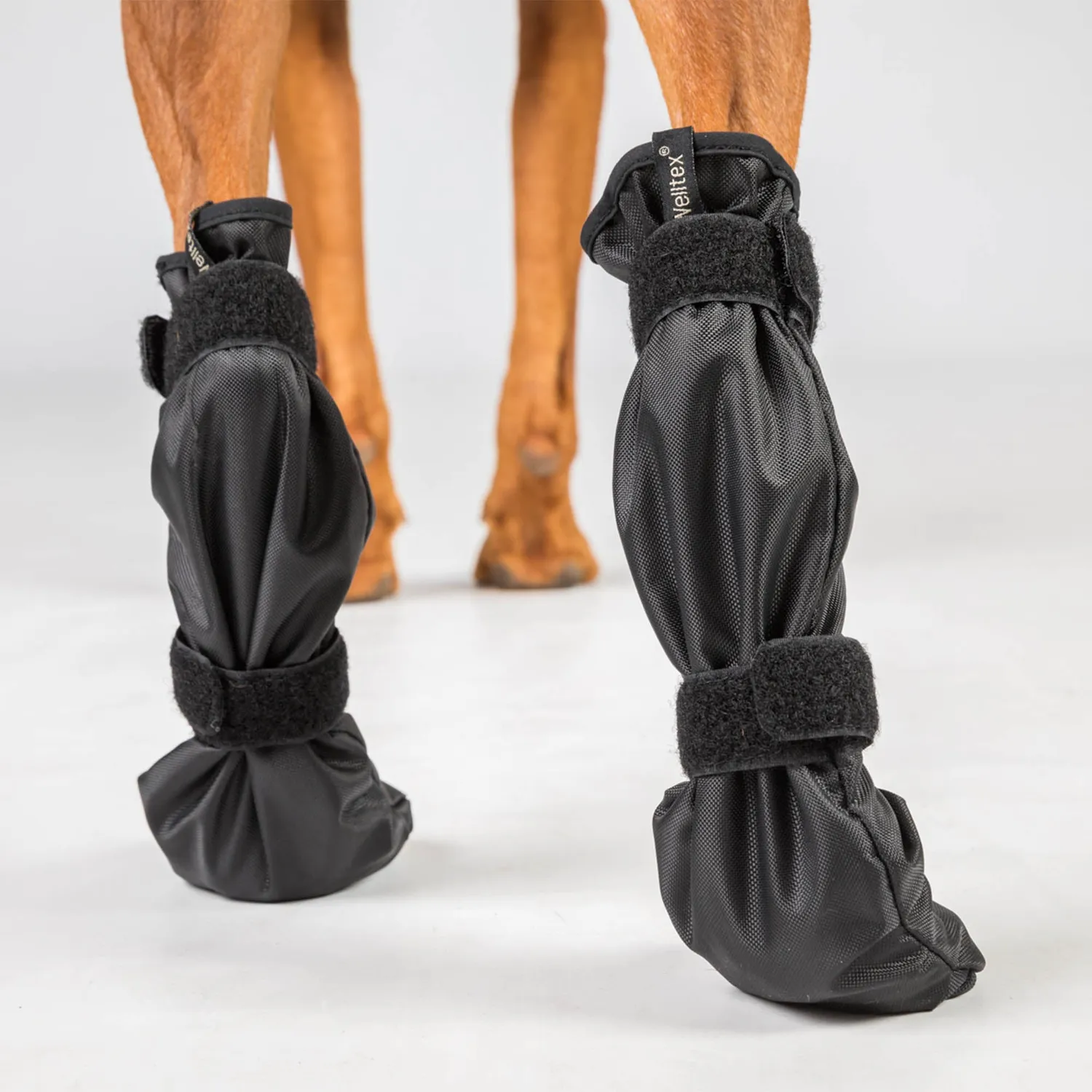 Back on Track Lola chaussures chien noir paire céramique