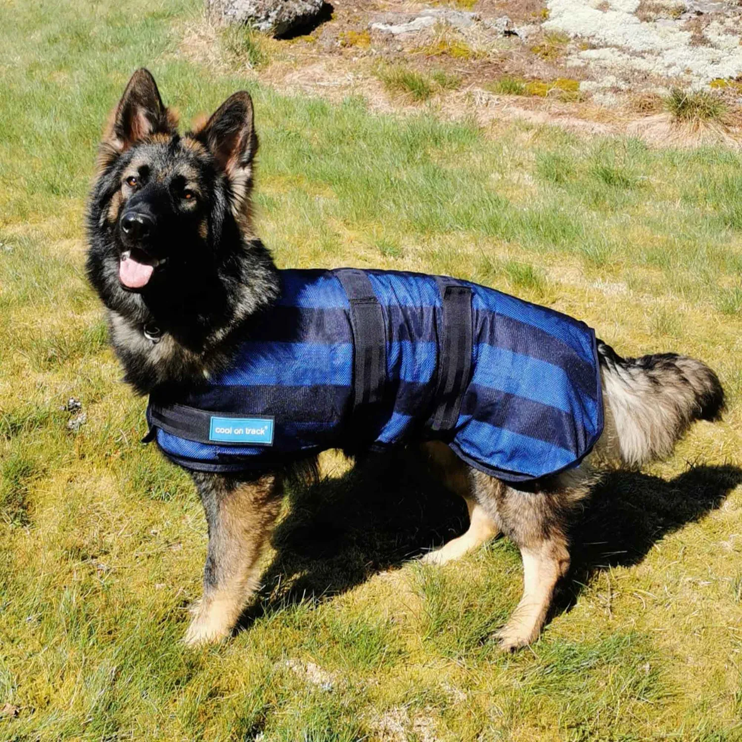 Back on Track Cool on Track manteau chien bleu