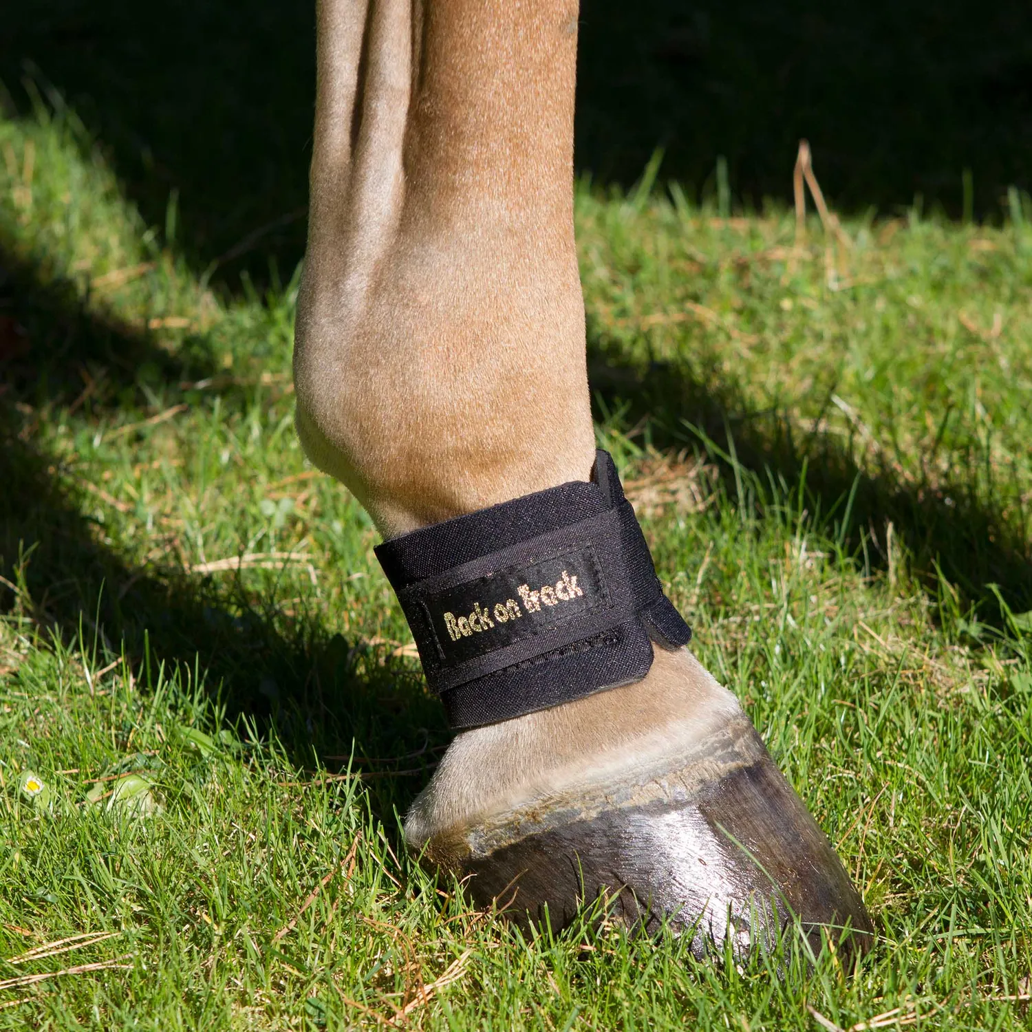 Back on Track Pastern Wrap protège-paturon noir paire circulation