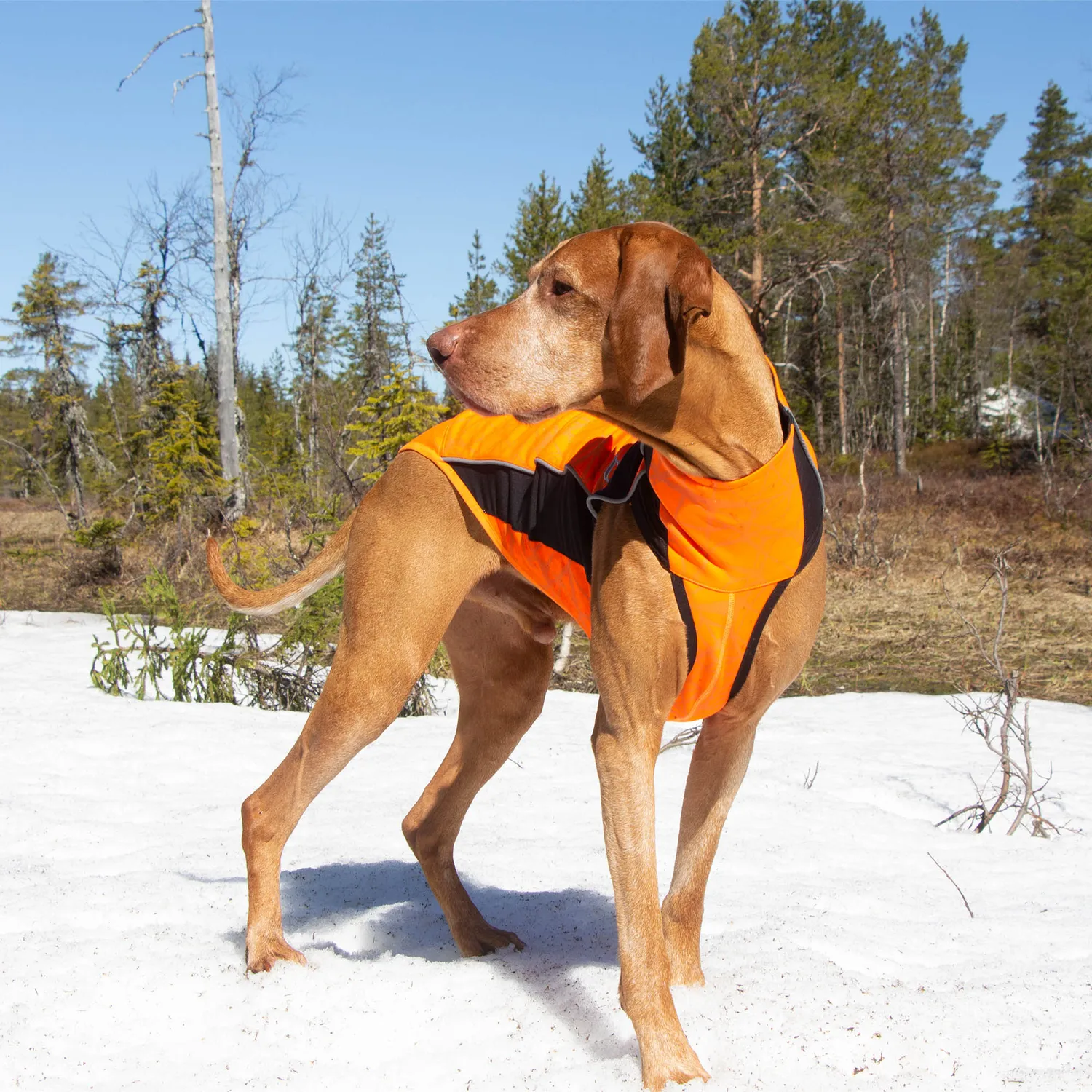 Back on Track Eddie pull pour chien orange réfléchissant