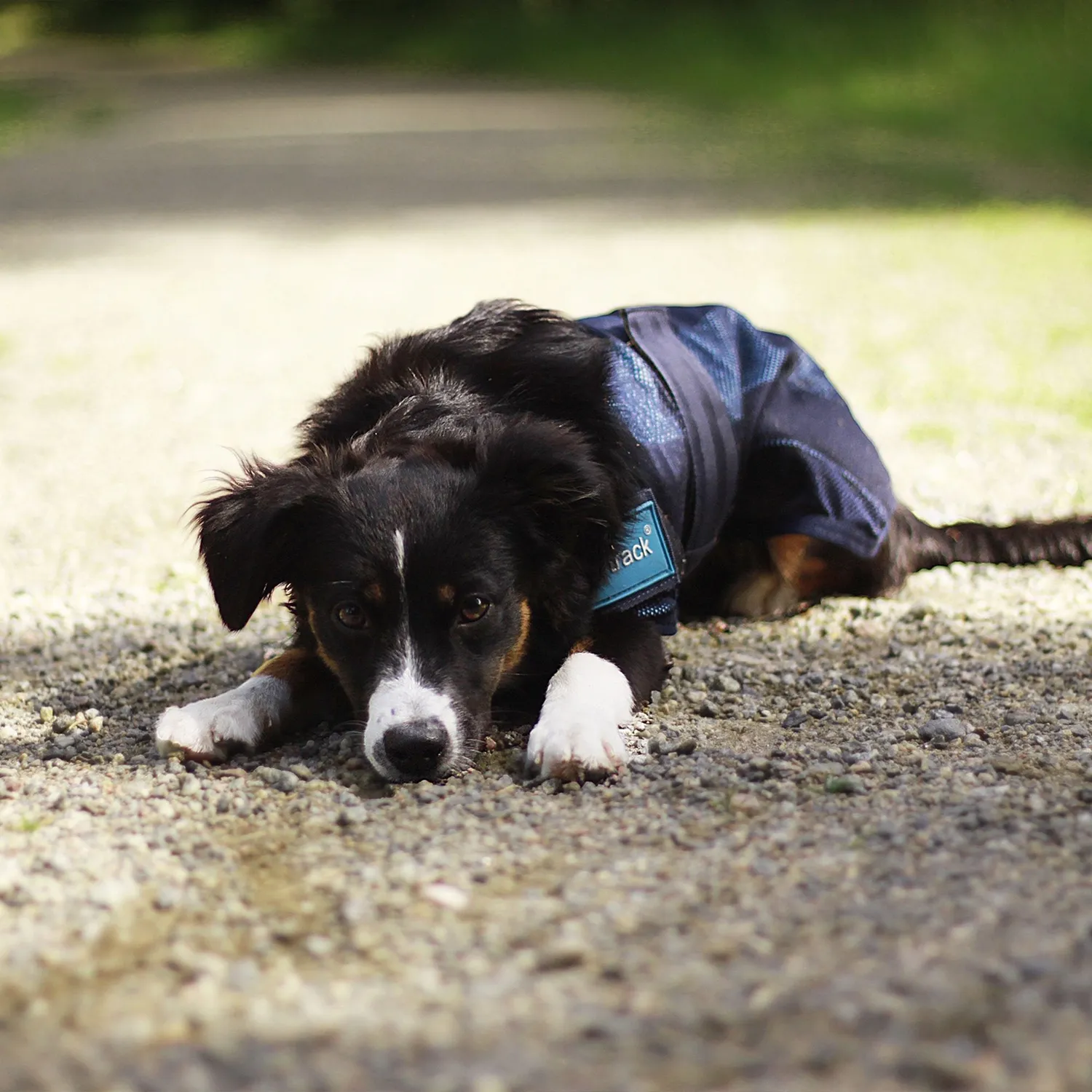 Back on Track Cool on Track manteau chien bleu