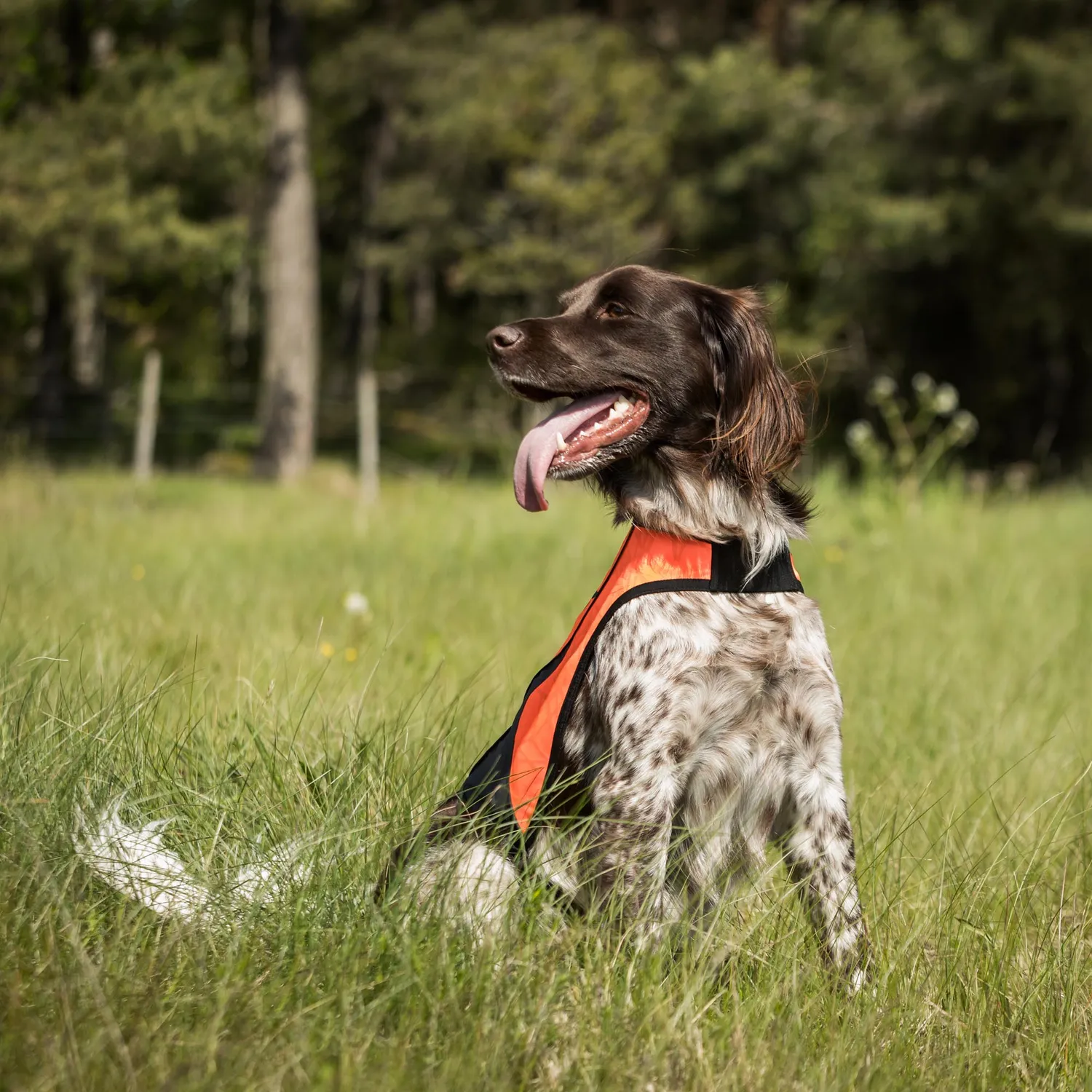 Back on Track Point gilet chien orange XS visibilité chasse