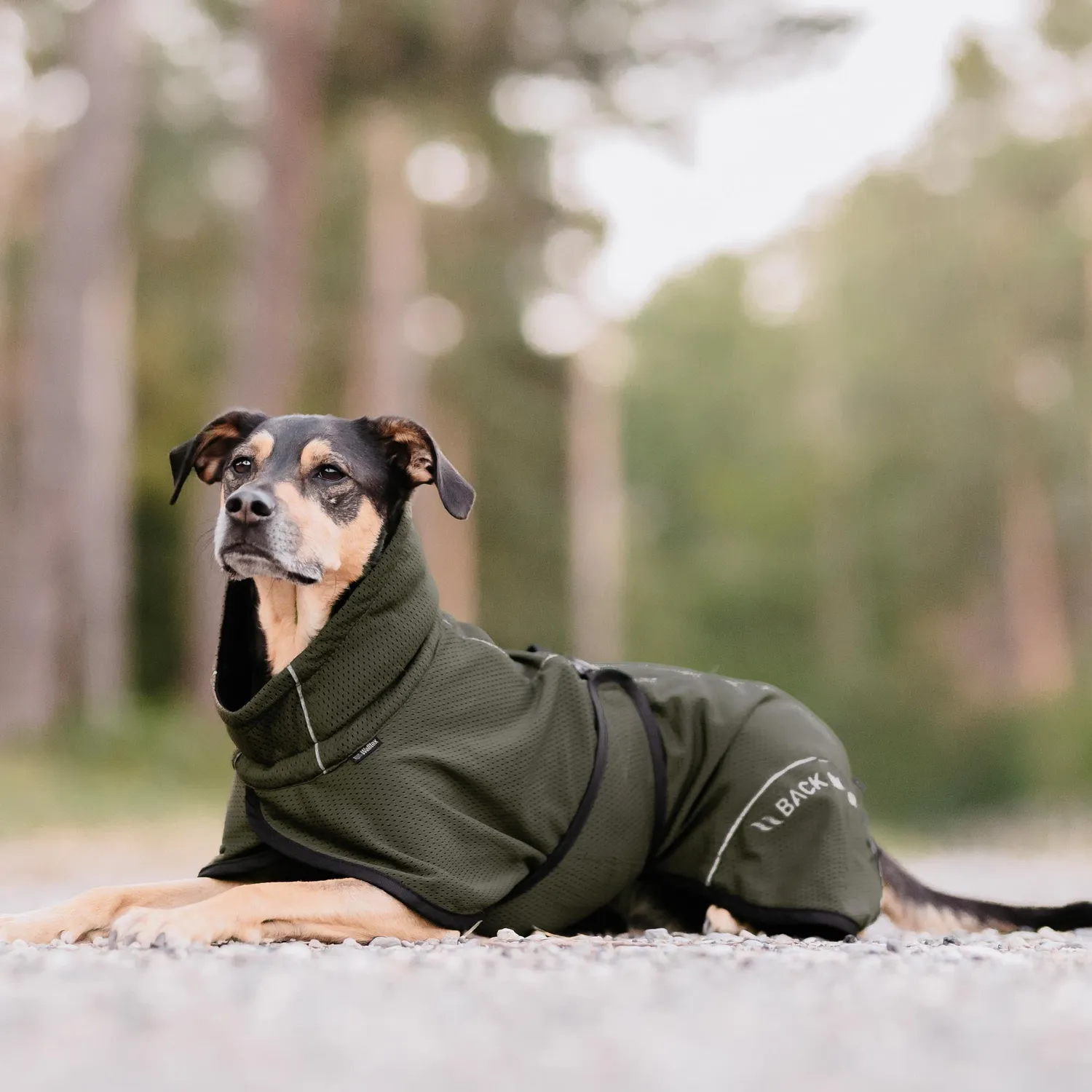 Back on Track Bay manteau chien mesh noir queue haute