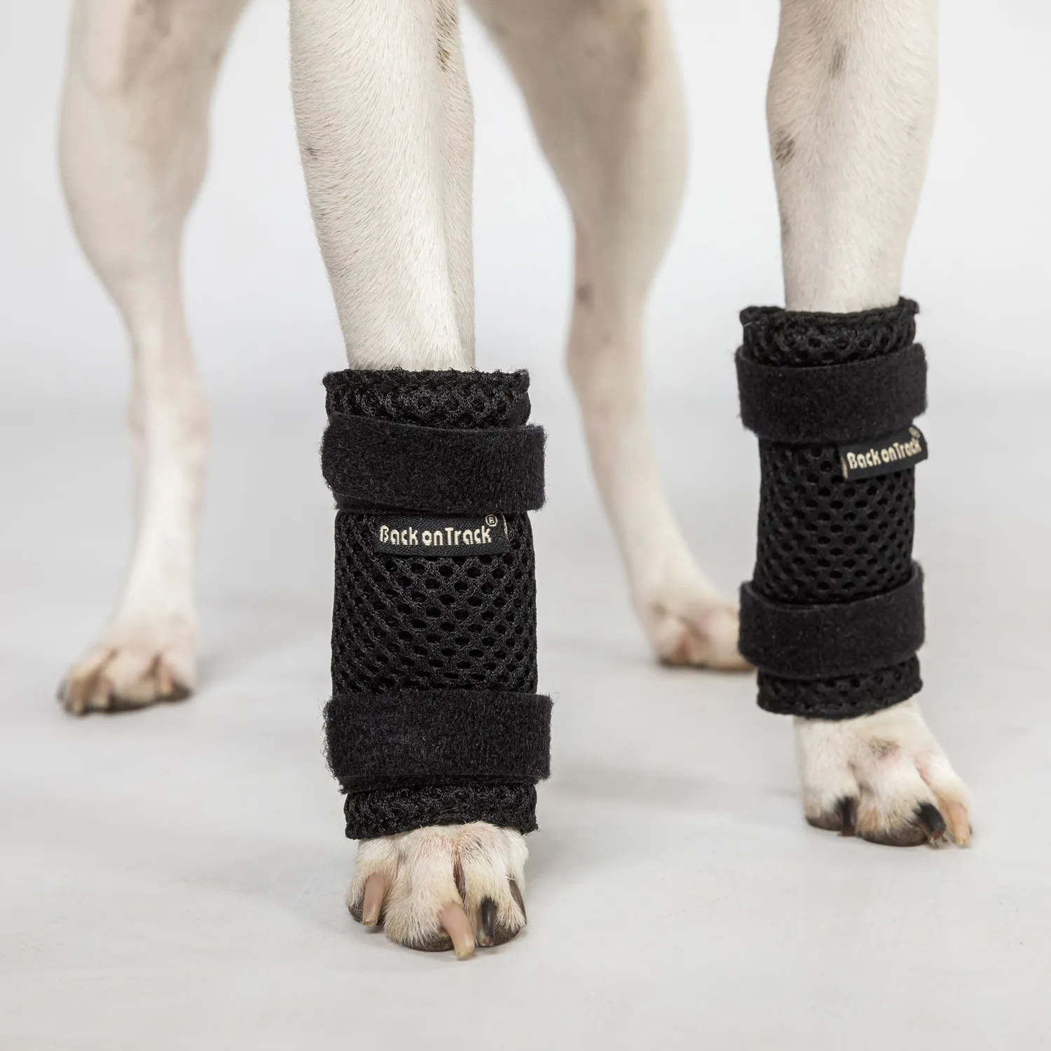 Back on Track Milo attelle patte chien noir respirante