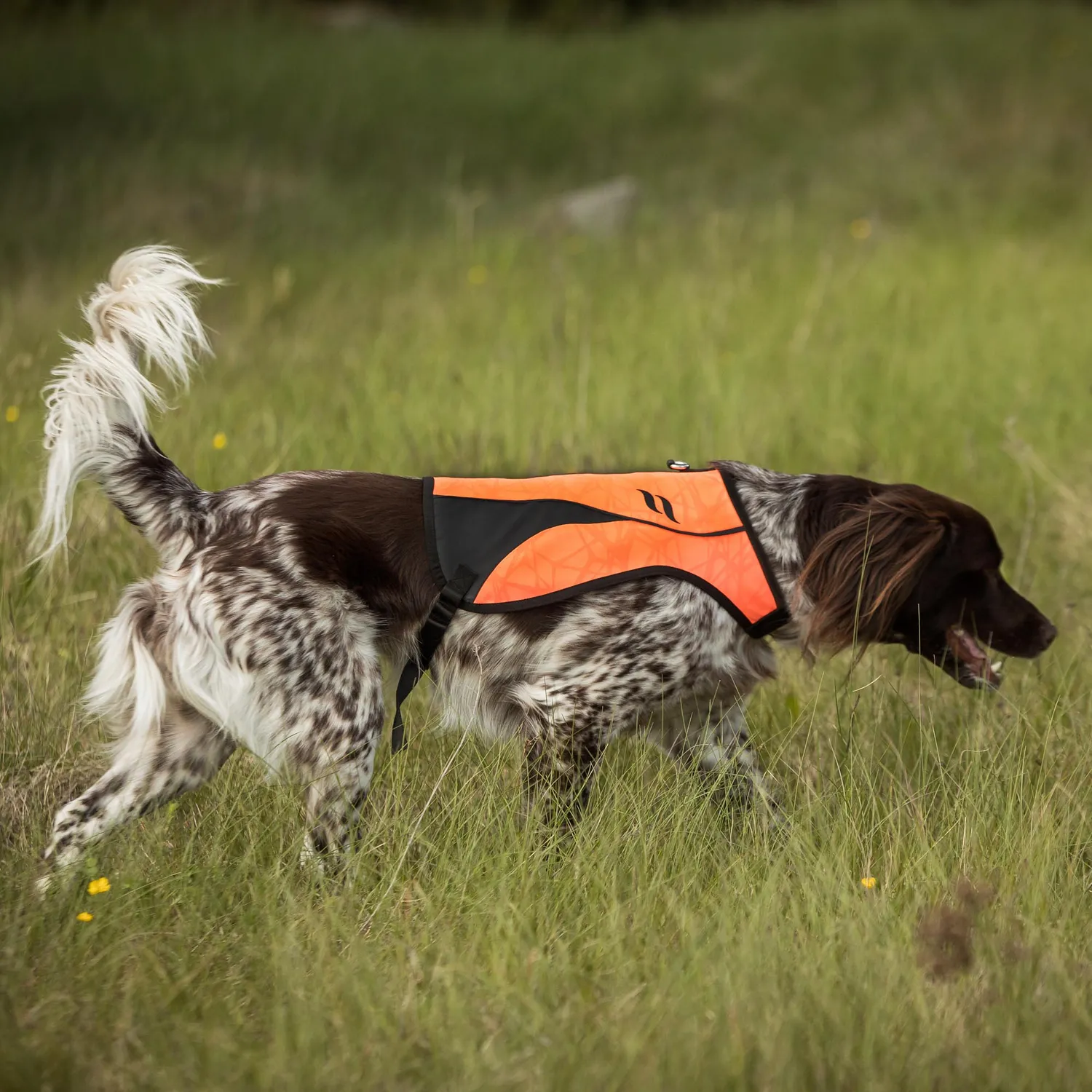 Back on Track Point gilet chien orange XS visibilité chasse