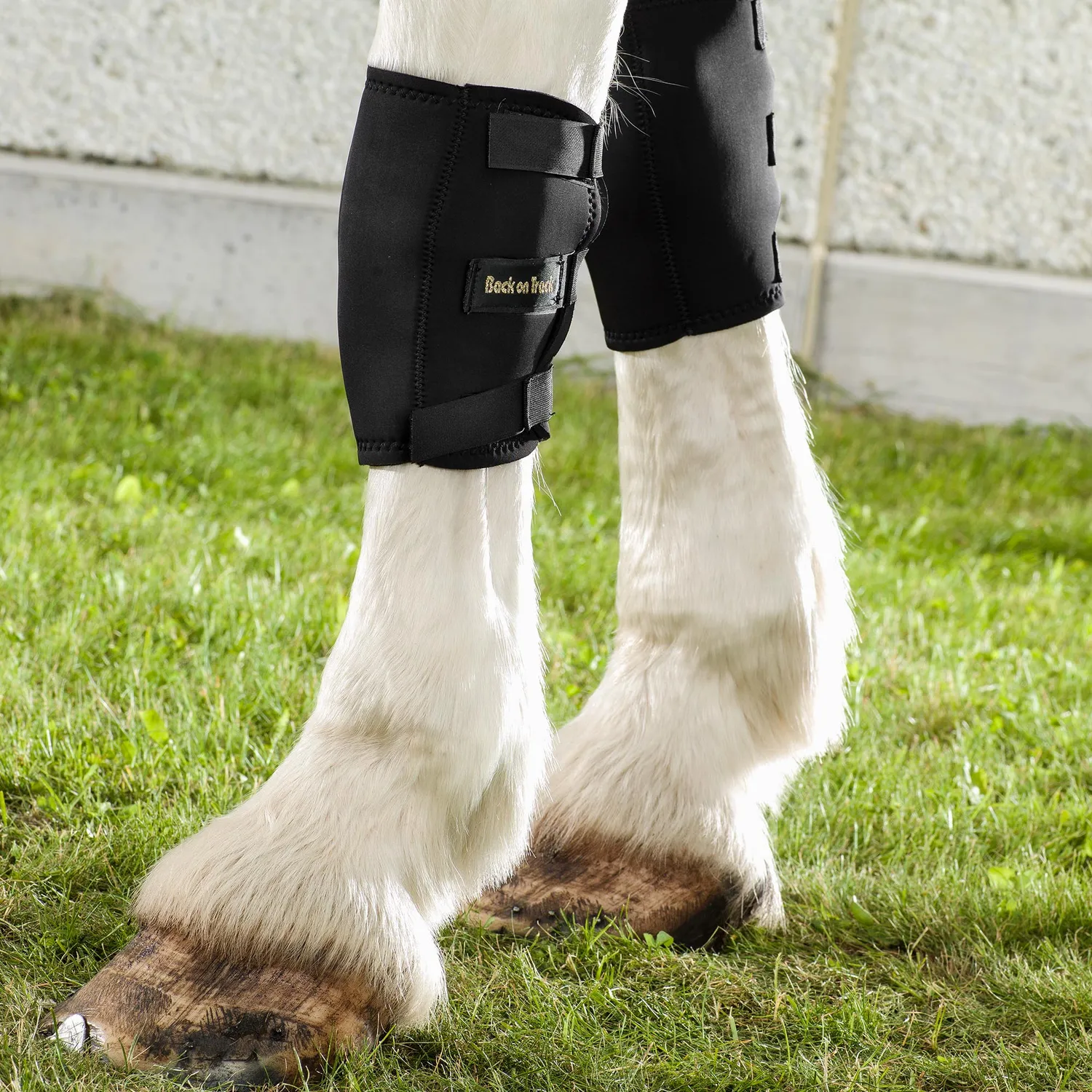 Back on Track Knee Brace genouillère cheval gauche S noir