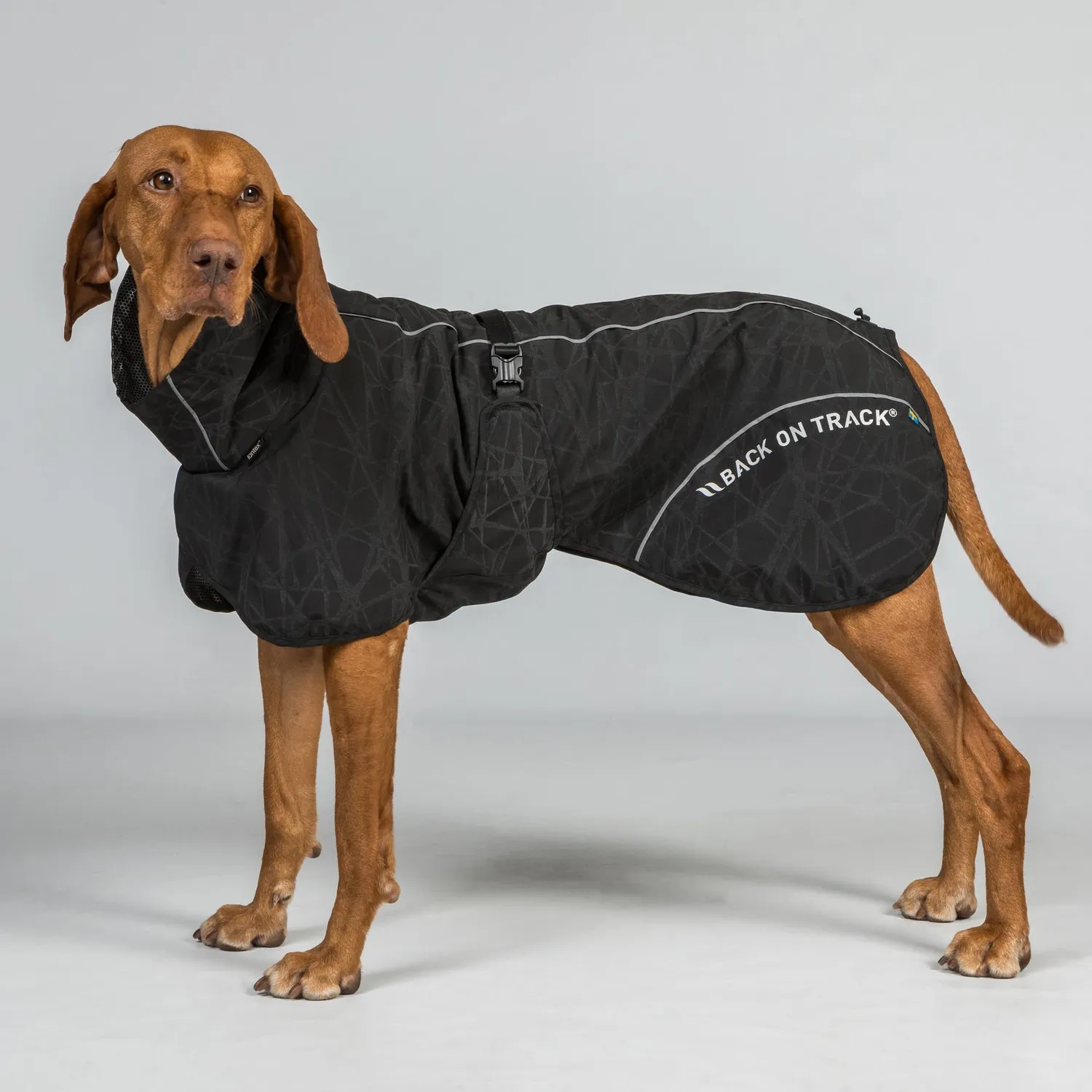 Back on Track Bay manteau pluie chien noir queue haute