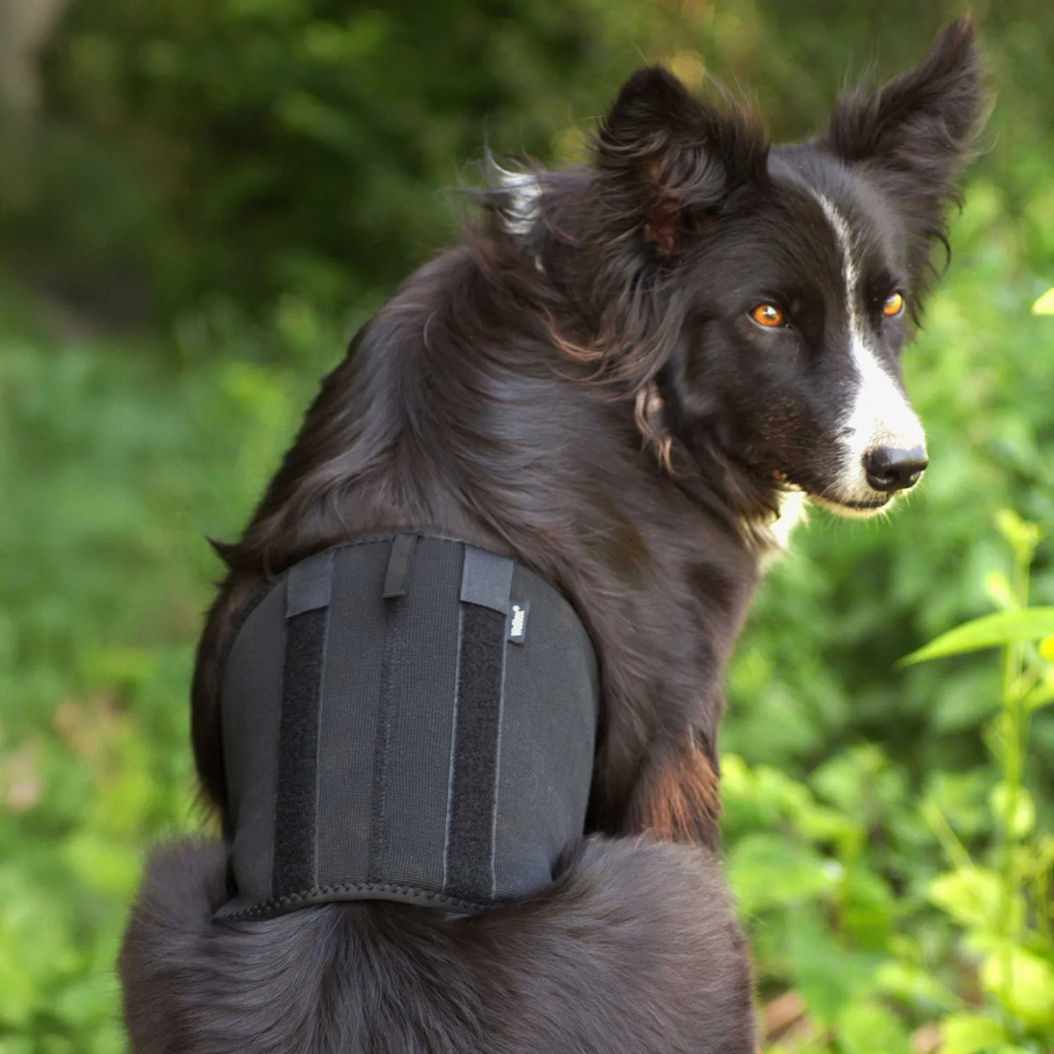 Back on Track Back Brace ceinture dorsale chien noire